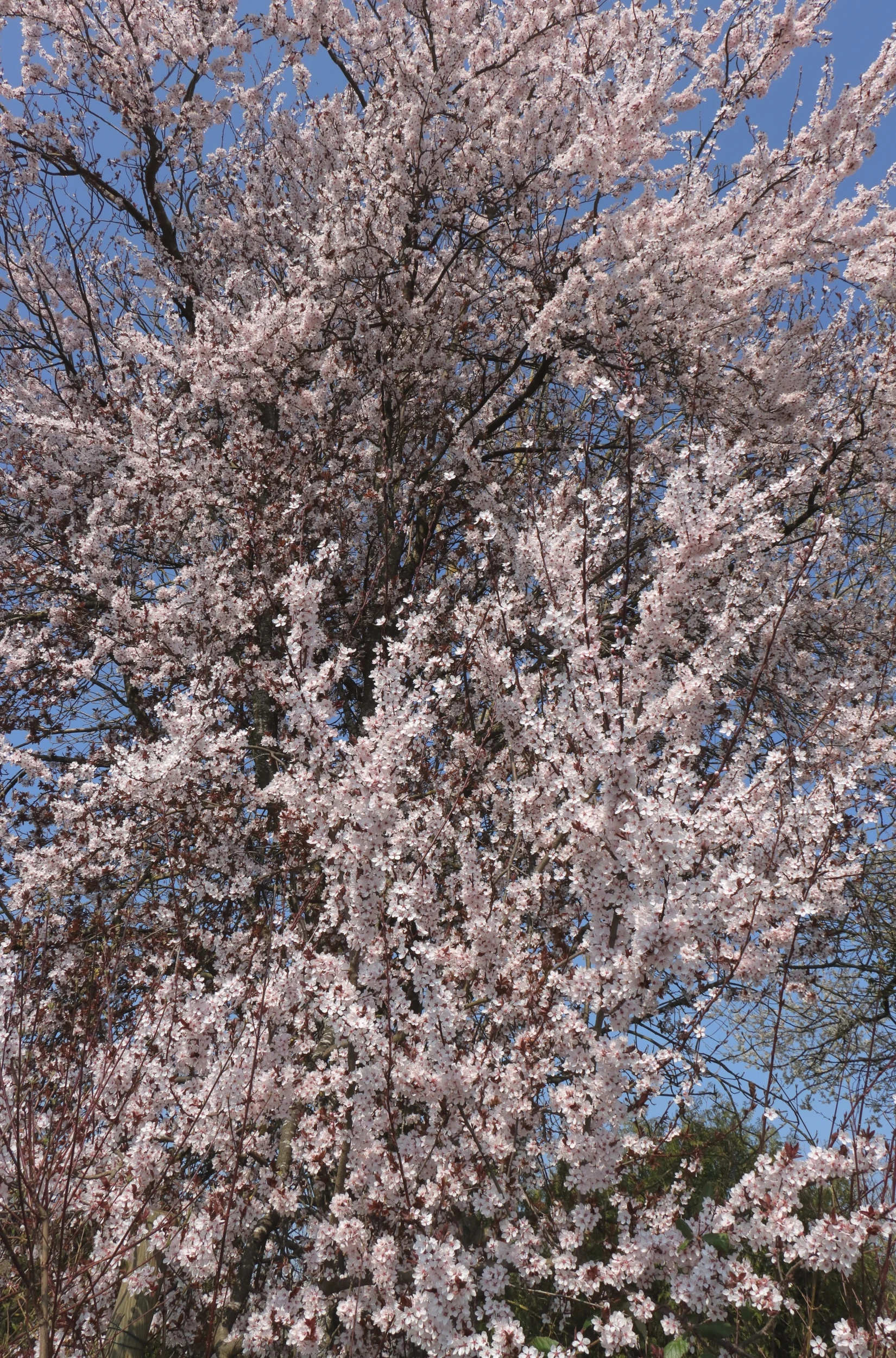 Blood plum - pink coloured flowers on a tree. They have a similar structure to the cherry plum. The branches protrude upwards from the trunk. The background is a blue sky.