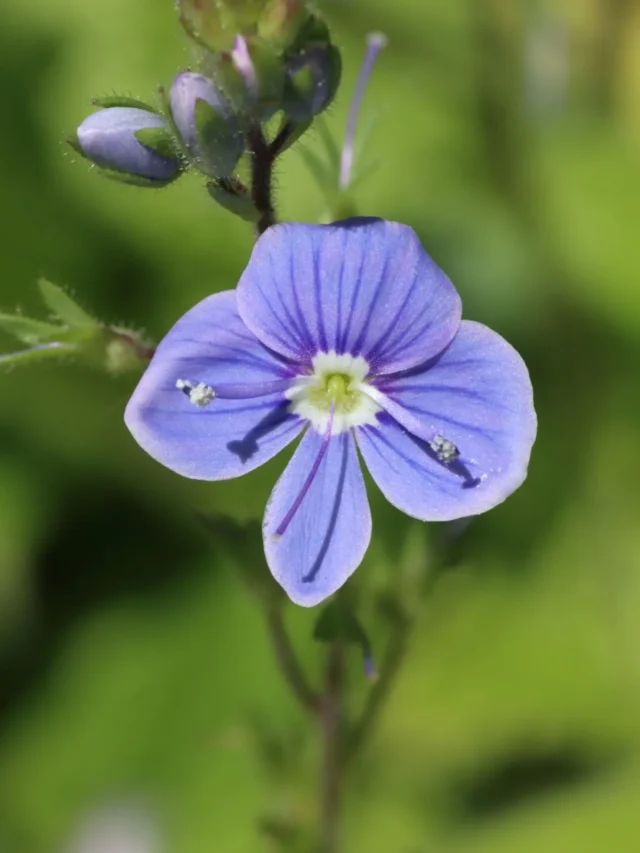 cropped-gamander-ehrenpreis-blueten.webp