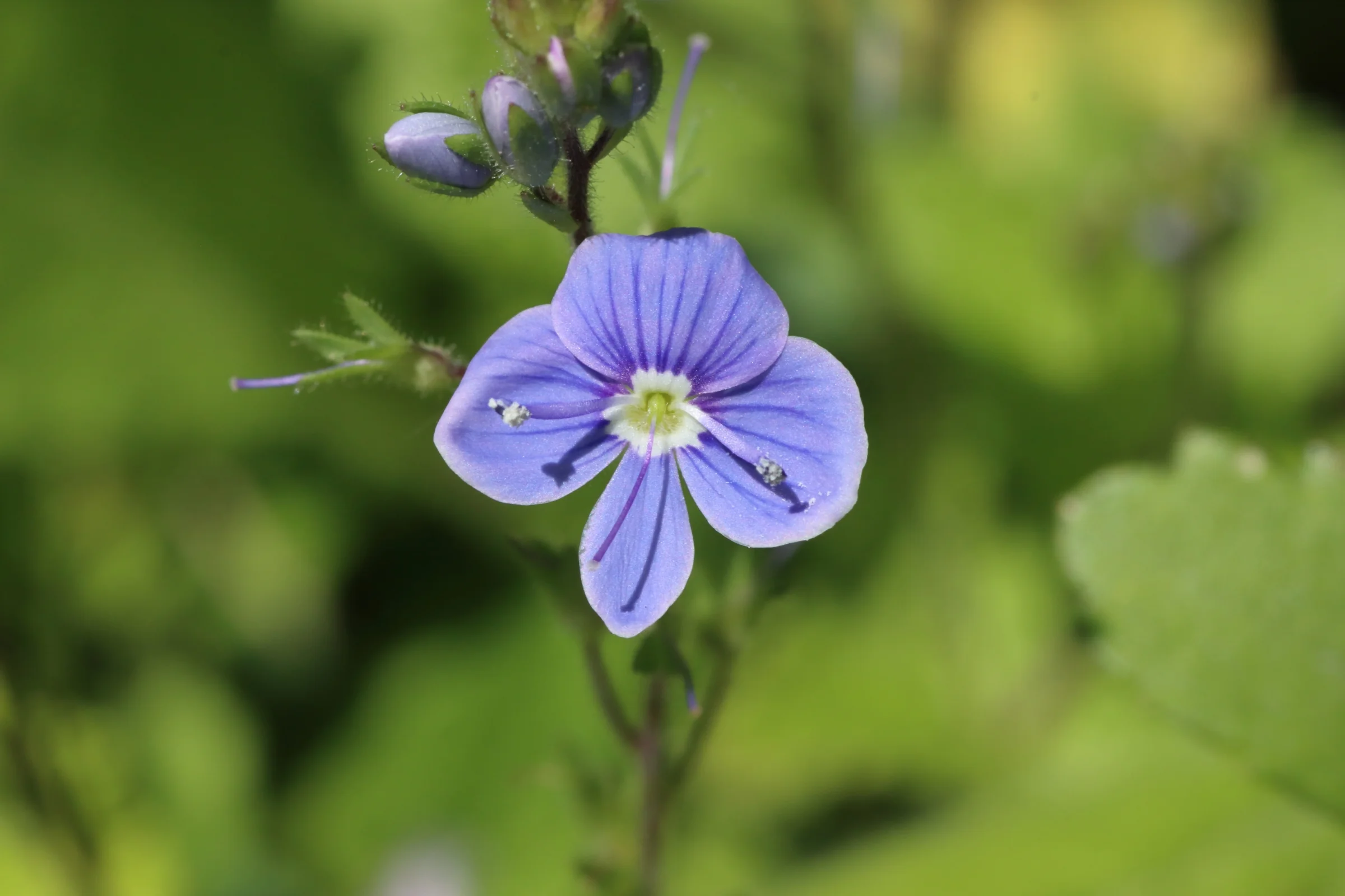 Blüte des Gamander-Ehrenpreis mit vier blauen Blütenblättern und violetten Adern vor grünem Hintergrund