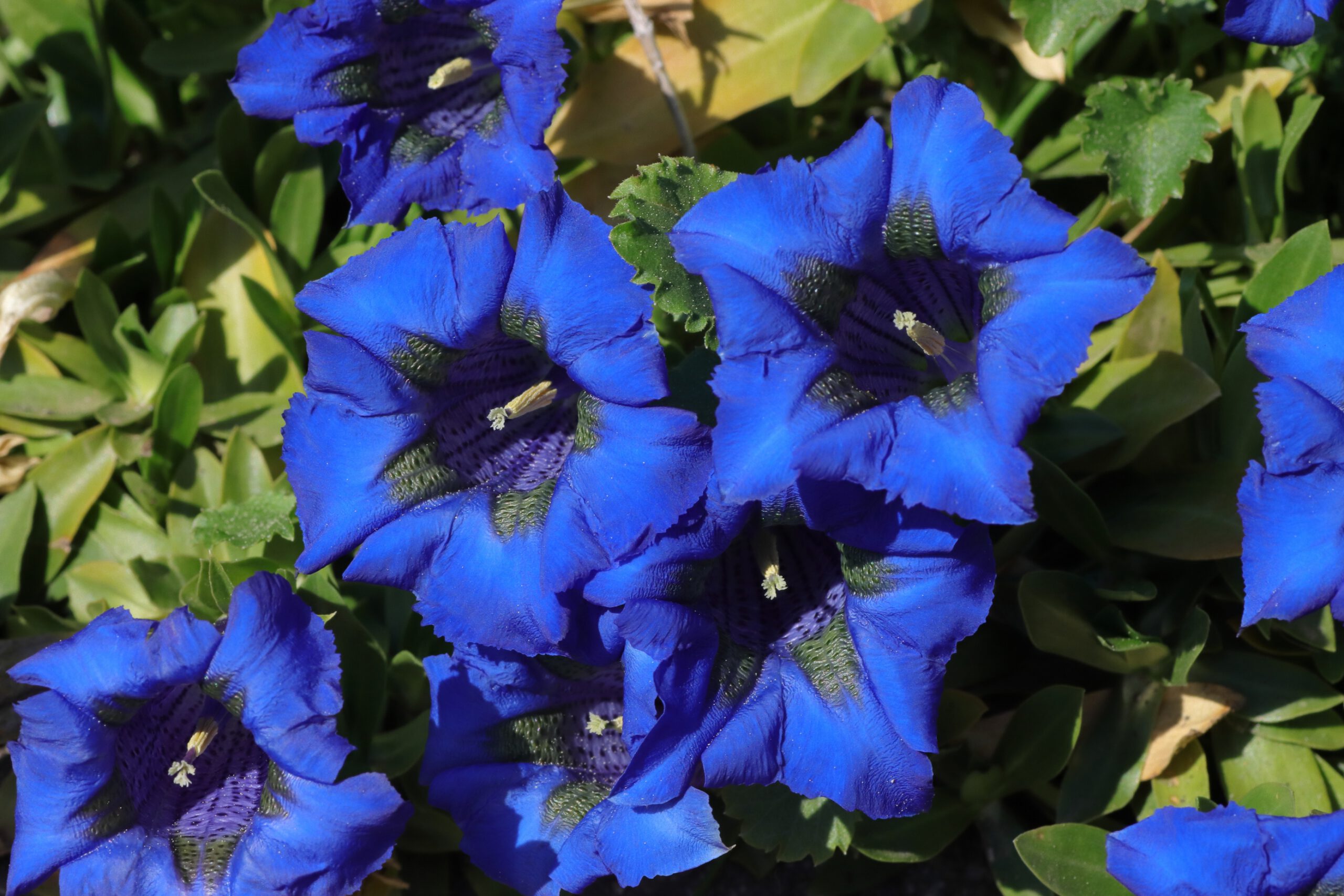 Stängelloser Enzian - blaue Blütenköpfe zwischen grünen Blättern.