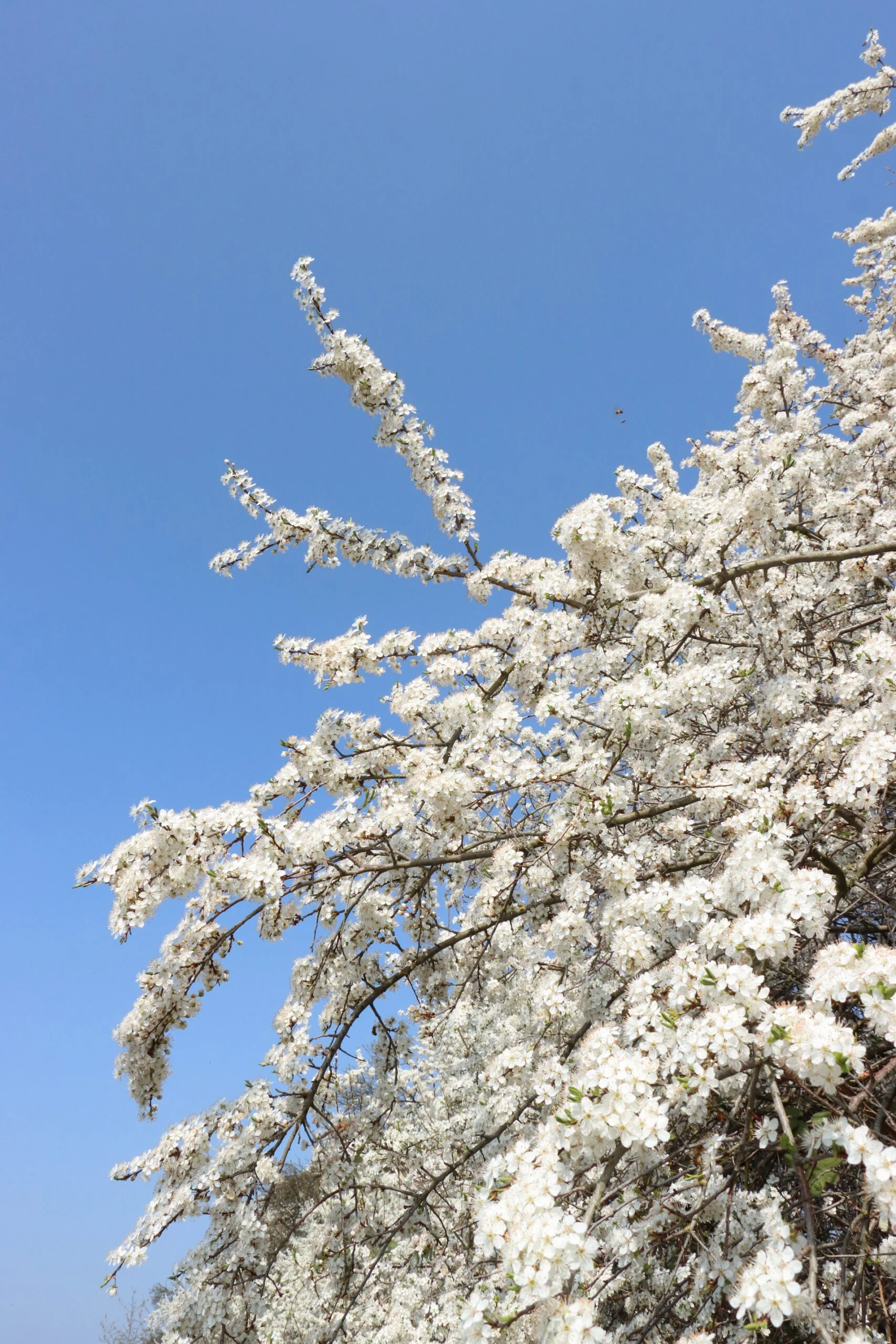 Left: blue sky, right: inflorescences on branches with white flowers. The branches have a dark grey colour. Some of the branches hang down slightly.