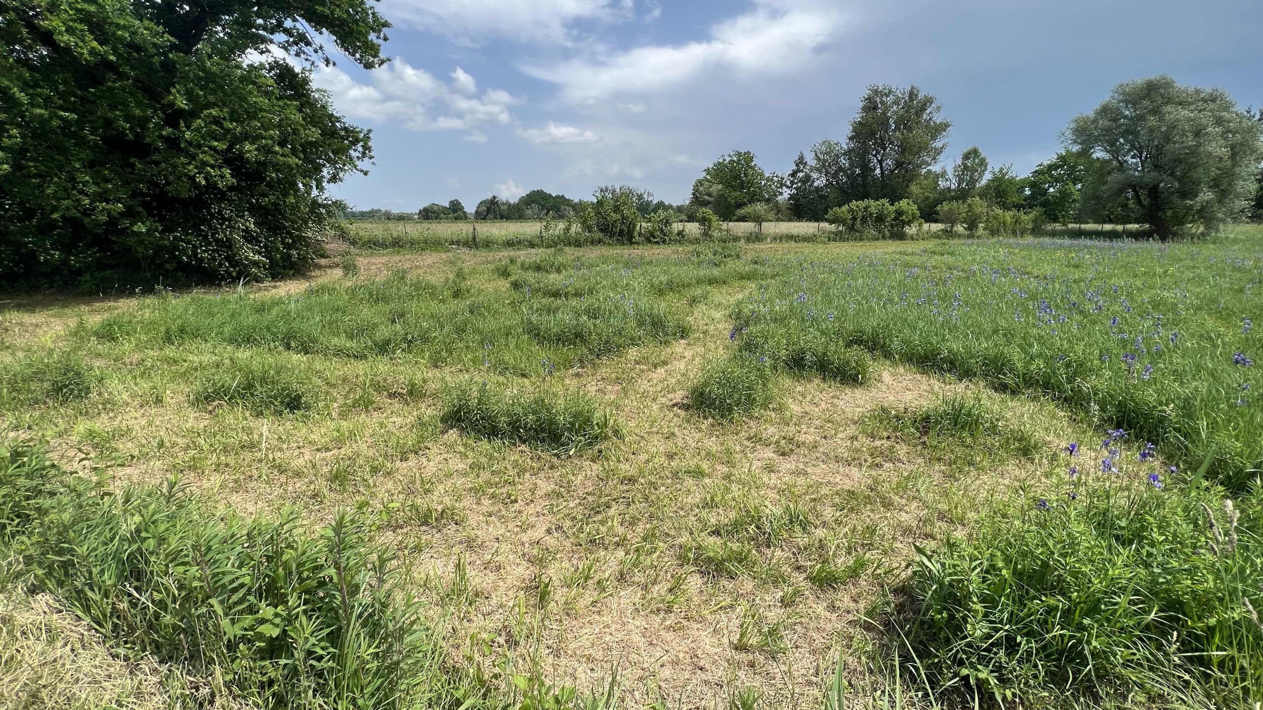 A mown meadow within the protected area. It has already fallen victim to Canadian goldenrod. The mown grass is already turning slightly brown. On the right edge are the iris flowers in an untouched section.