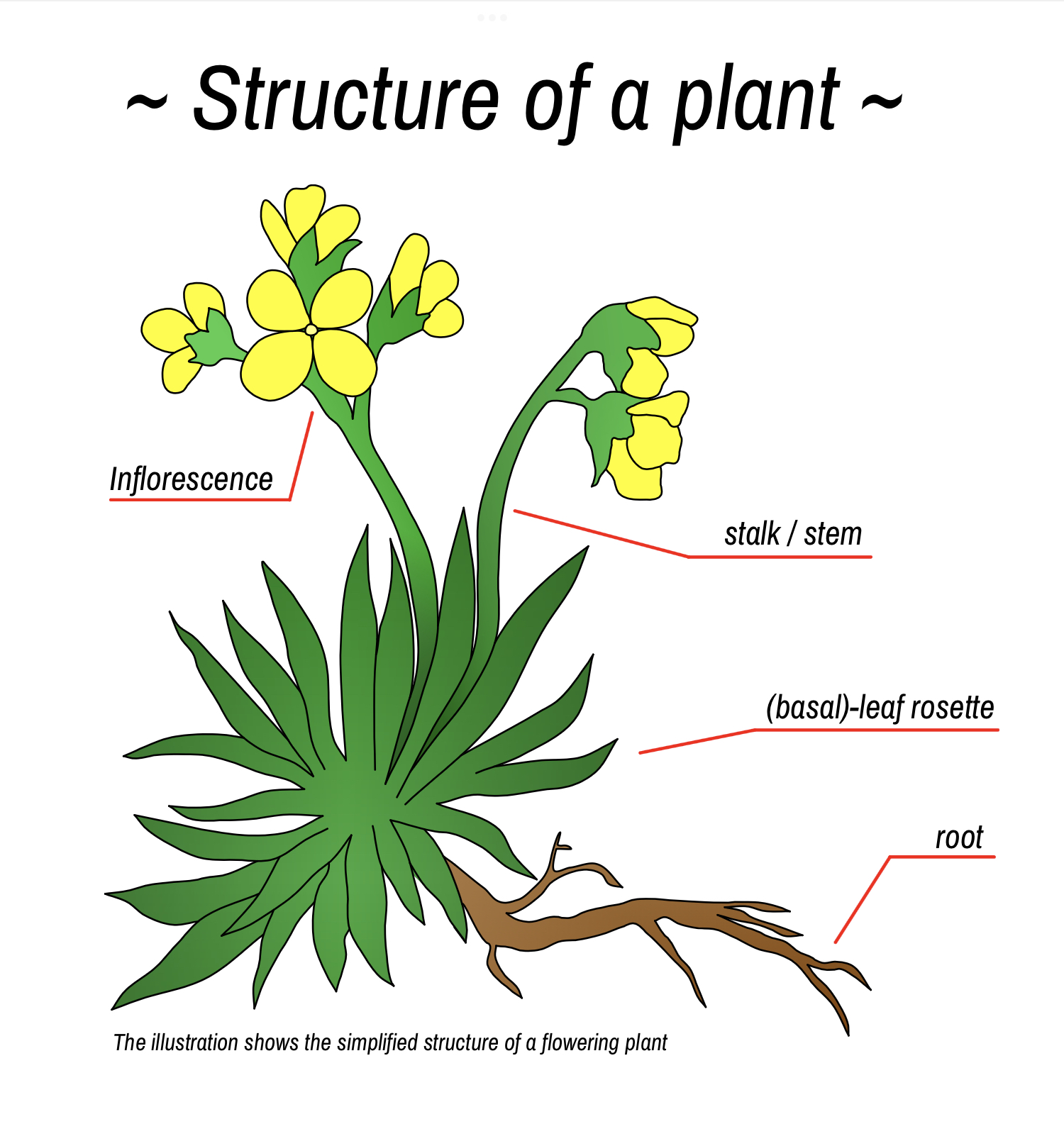 the terminology for the structure of a plant