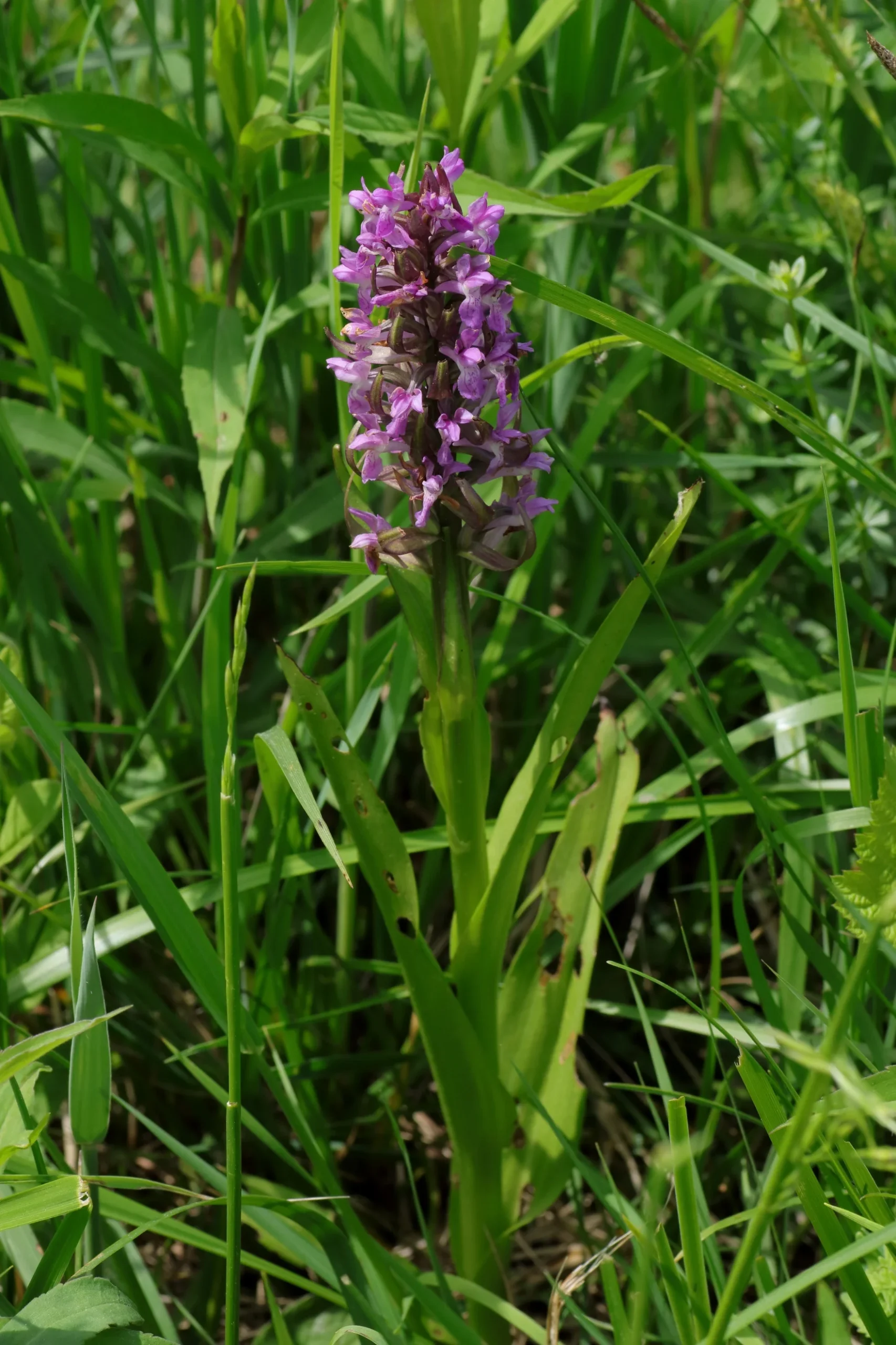 The pink flower of the flesh-coloured orchid - The flowers are butterfly-shaped and arranged upright in a panicle on the stem. It is in a meadow in the Eriskircher Ried.