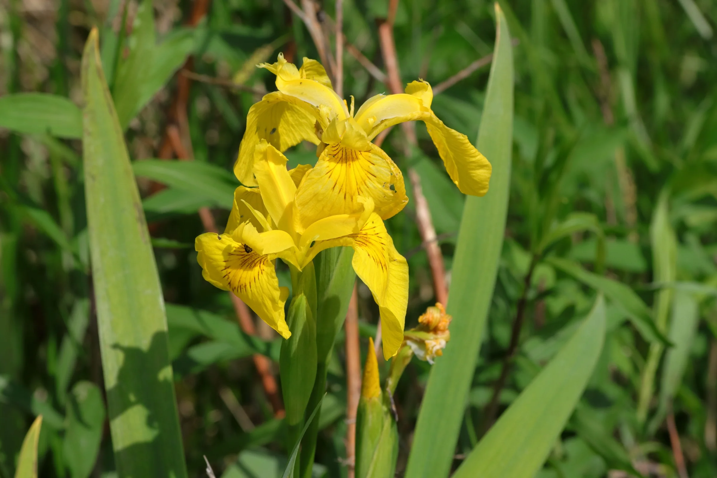 The yellow marsh iris in Eriskircher Ried