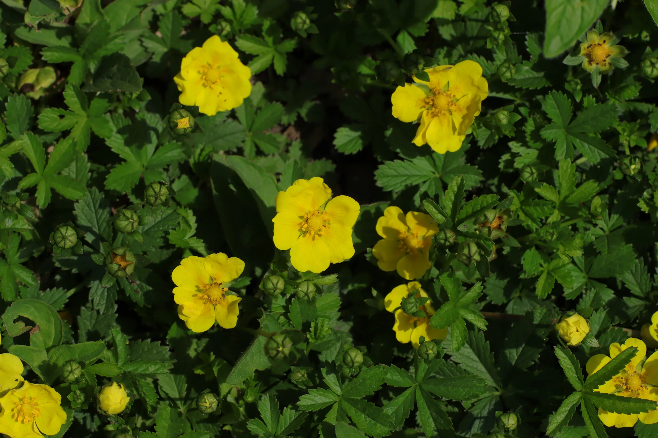 Die goldgelben Blüten sitzen zwischen den grünen, fünffiedrigen Blättern - kriechendes Fingerkraut breitet sich auf dem Boden aus.