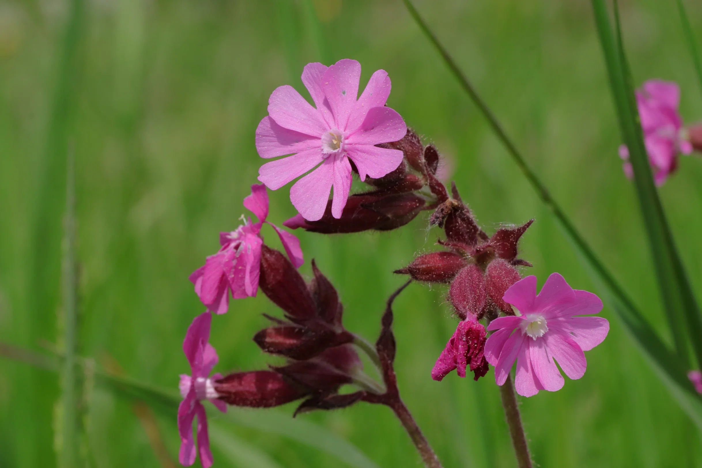 Rote Lichtnelke Silene Dioica Blumen Und Natur