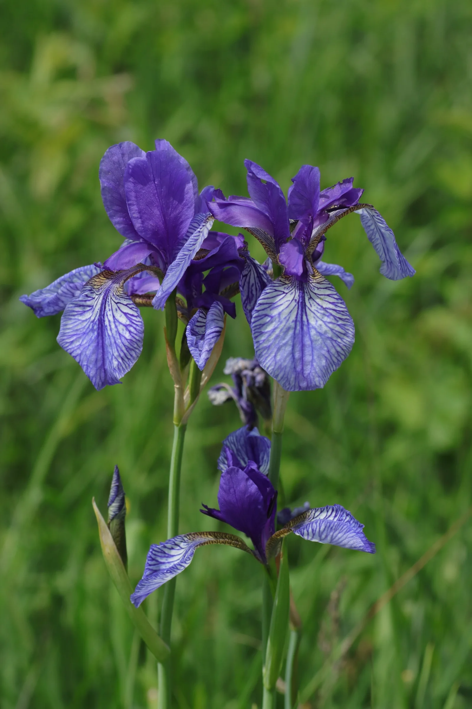 The siberian iris in the Eriskircher Ried. The brilliant violet flowers are in front of the green meadow.