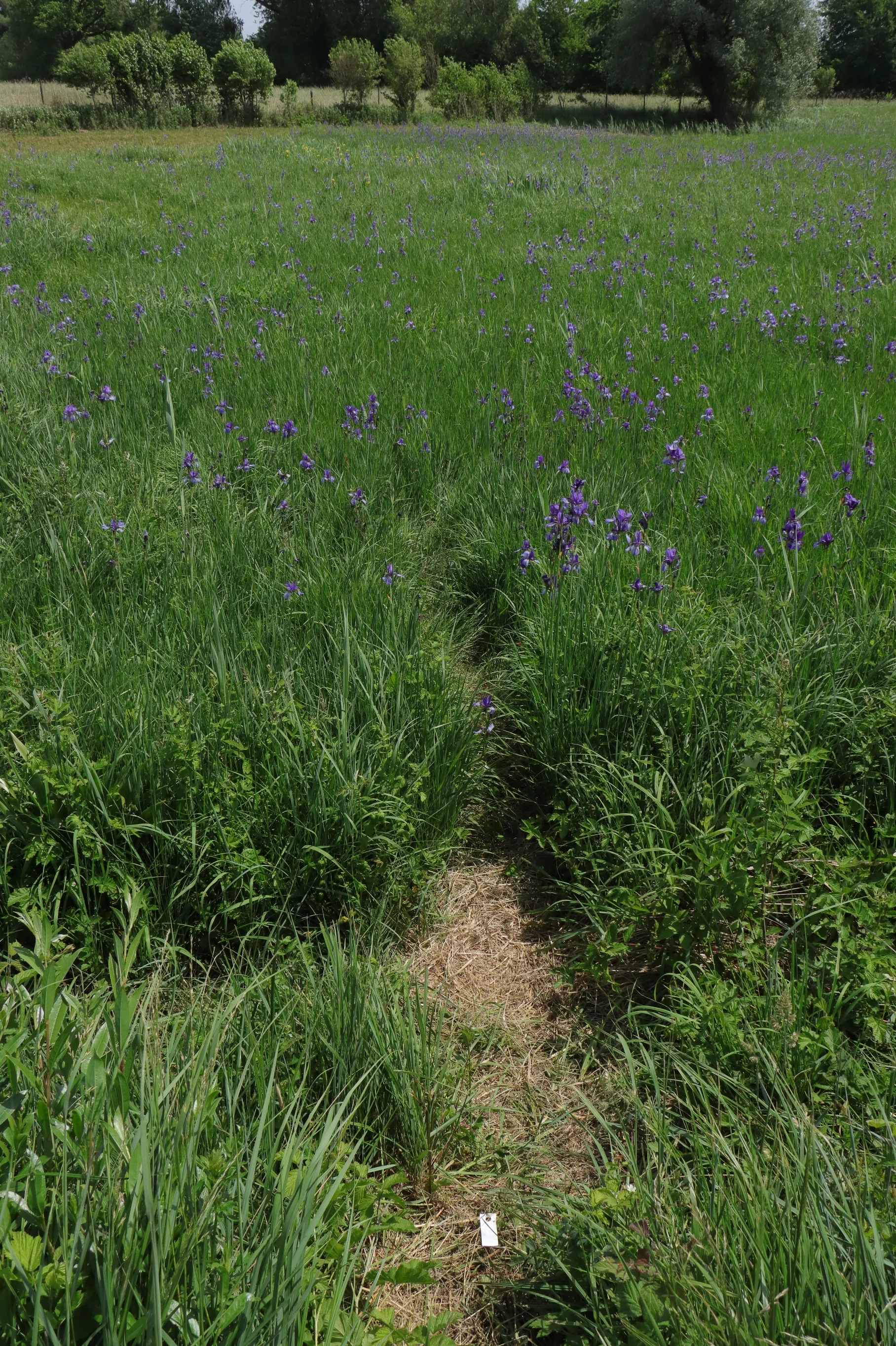 Ein Trampelpfad durch die Iriswiesen. Im Vordergrund wurde bereits wegen der 