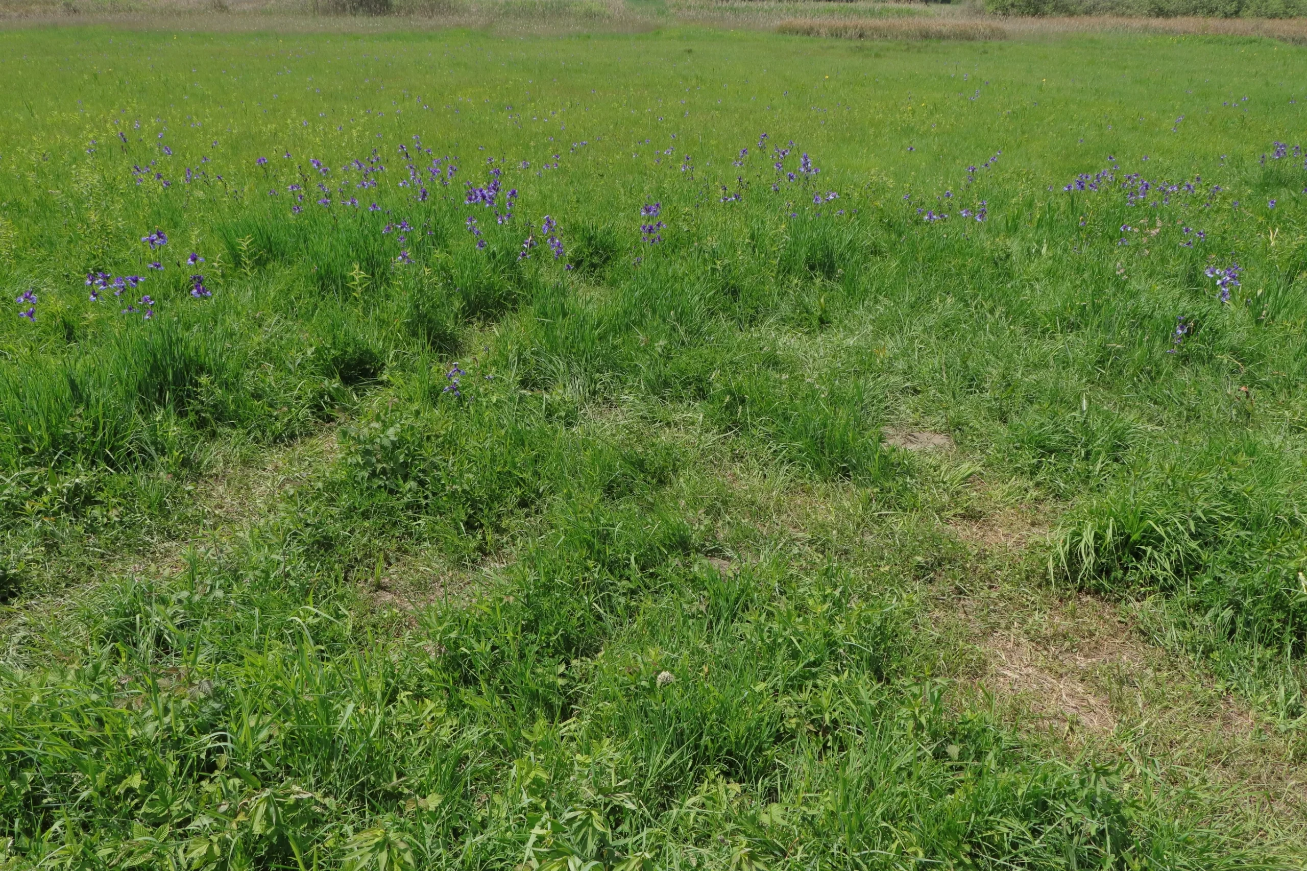 Eine grüne Wiese mit plattgetrampelten, bereits verdörrten Gras. Im Hintergrund wachsen die violett gefärbten sibirische Iris.