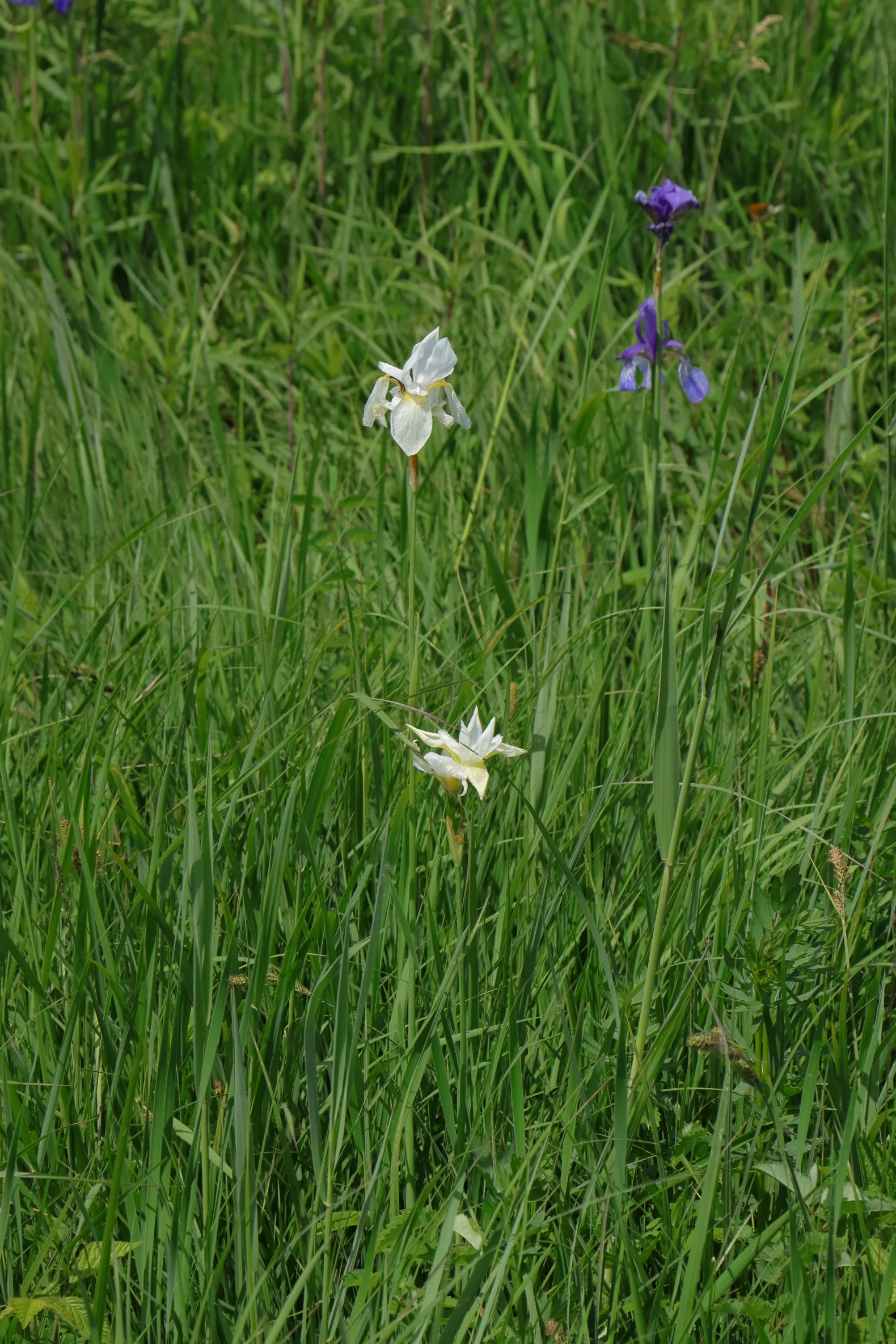 Weiße Blüte - sibirische Schwertlilie