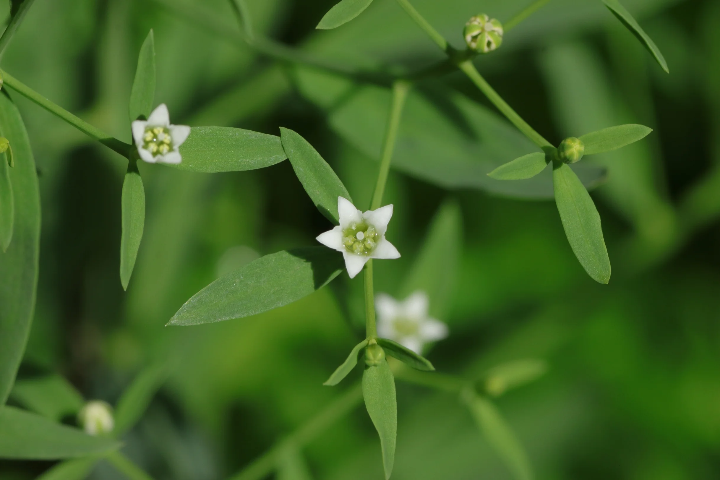 The bavarian bastard toadflax has white flowers with five petals arranged in a star shape. Two of the leaf are small and one of the leaf is larger.