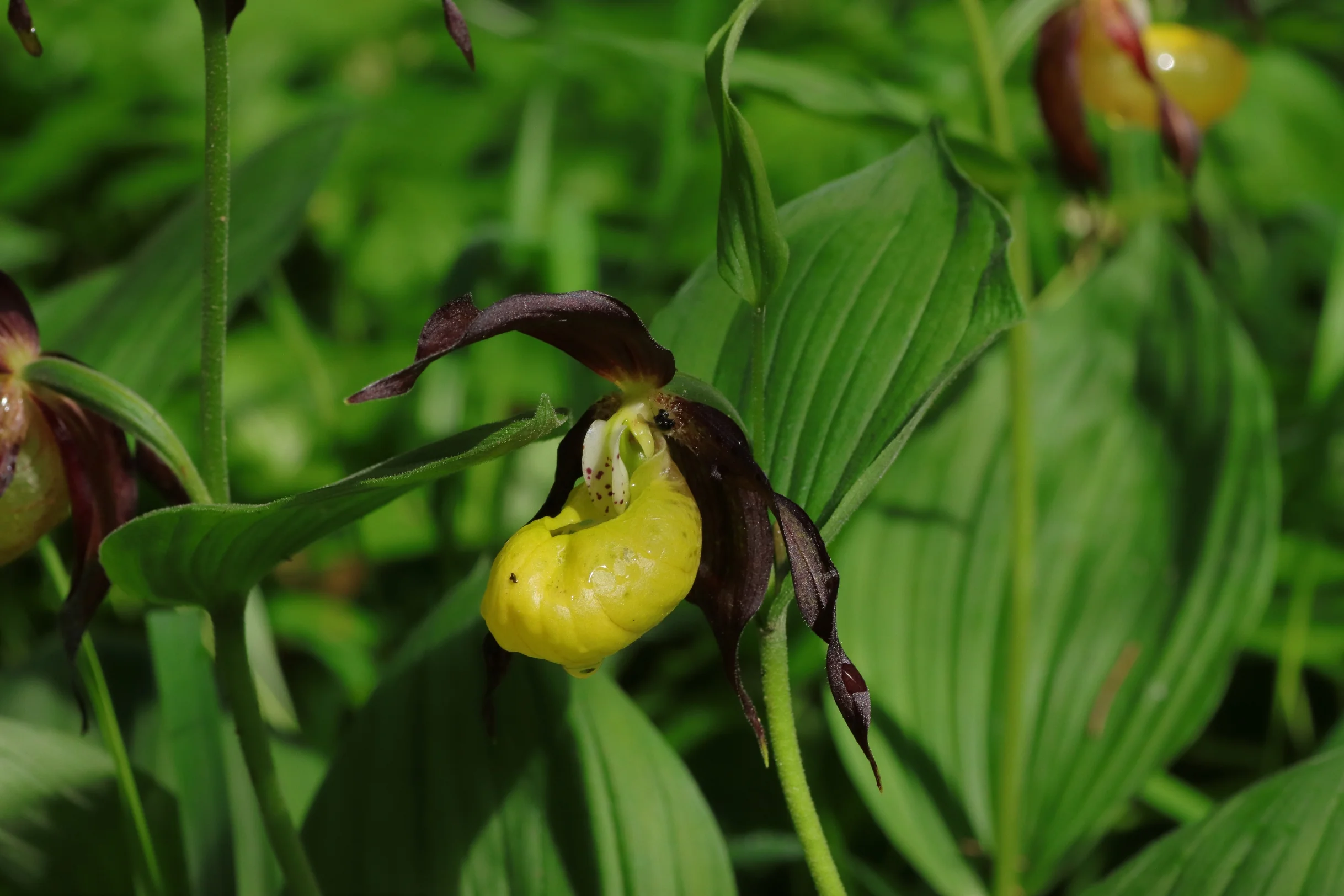 A group of lady's-slipper orchid
