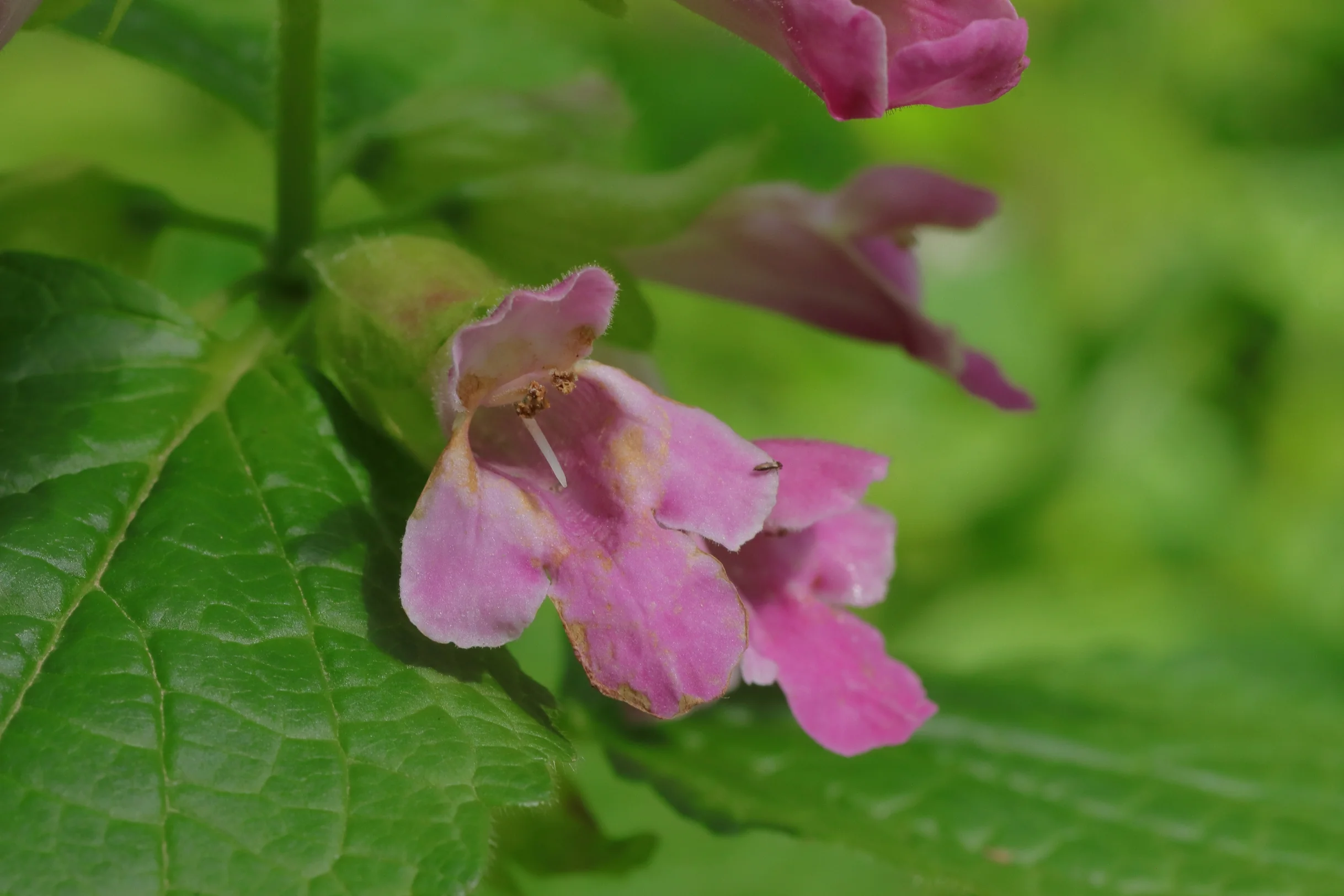 Die typisch rosa gefärbten Lippenblüten haben eine zygomorphe Form. Die Unterlippe ist länger als die drei weiteren Blütenblätter.