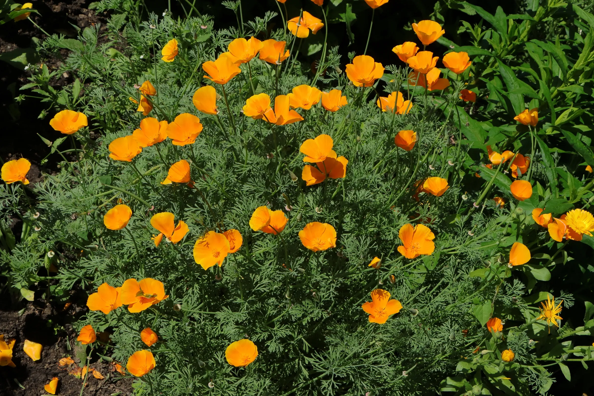 Orangefarbene Blüte des kalifornischen Mohns in einer Gruppe von Pflanzen