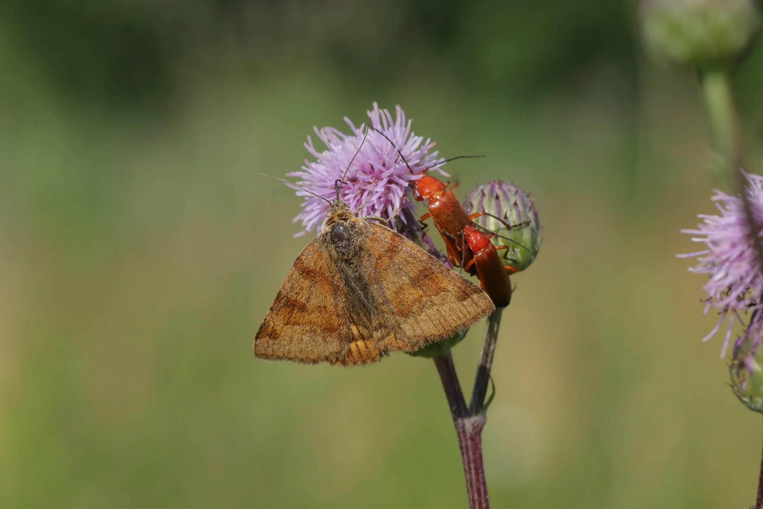Schmetterlinge - Die Braune Tageule hängt an der Blüte einer Acker-Kratzdistel