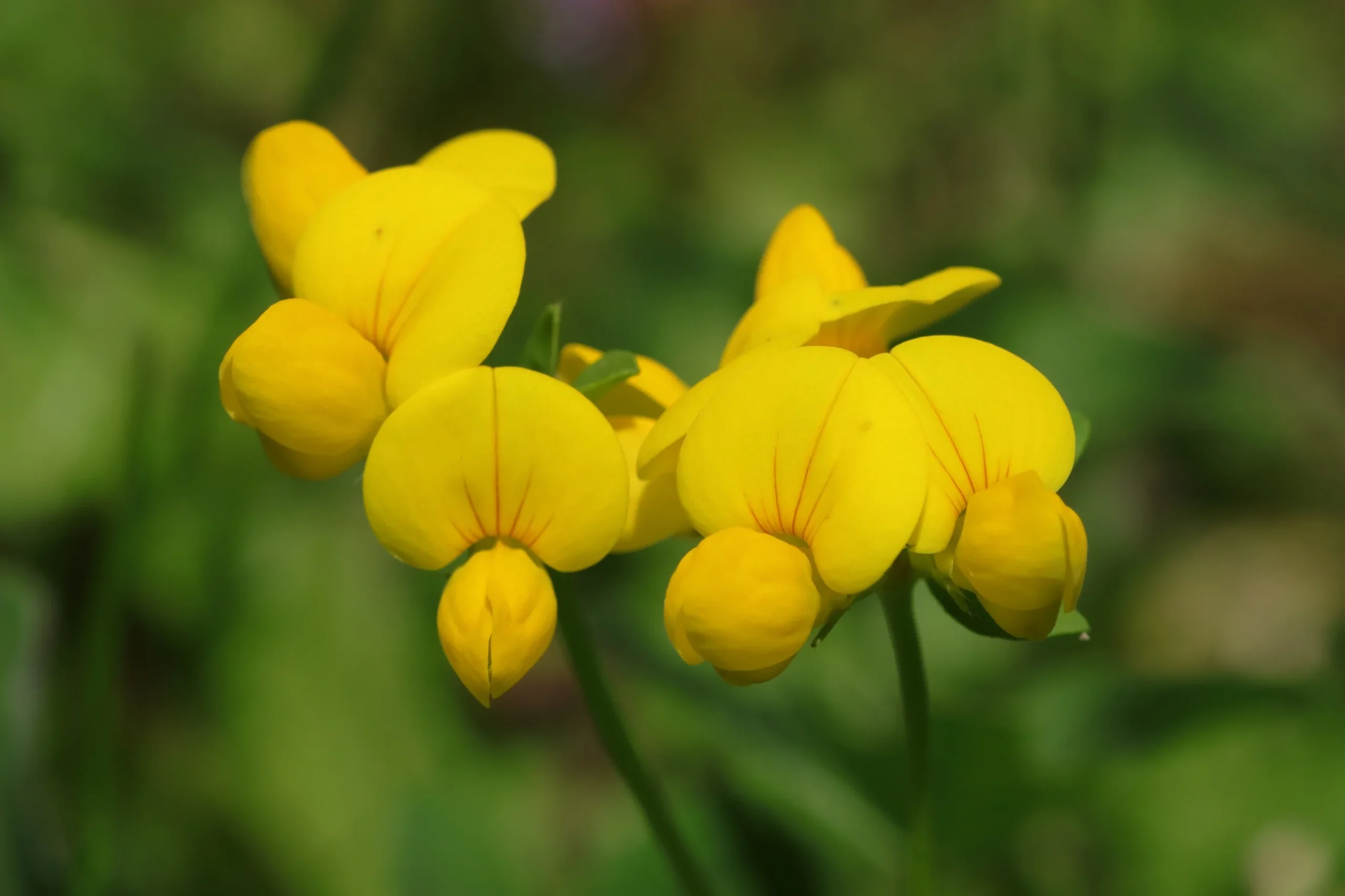 Bird's-foot trefoil - yellow flowers in detail