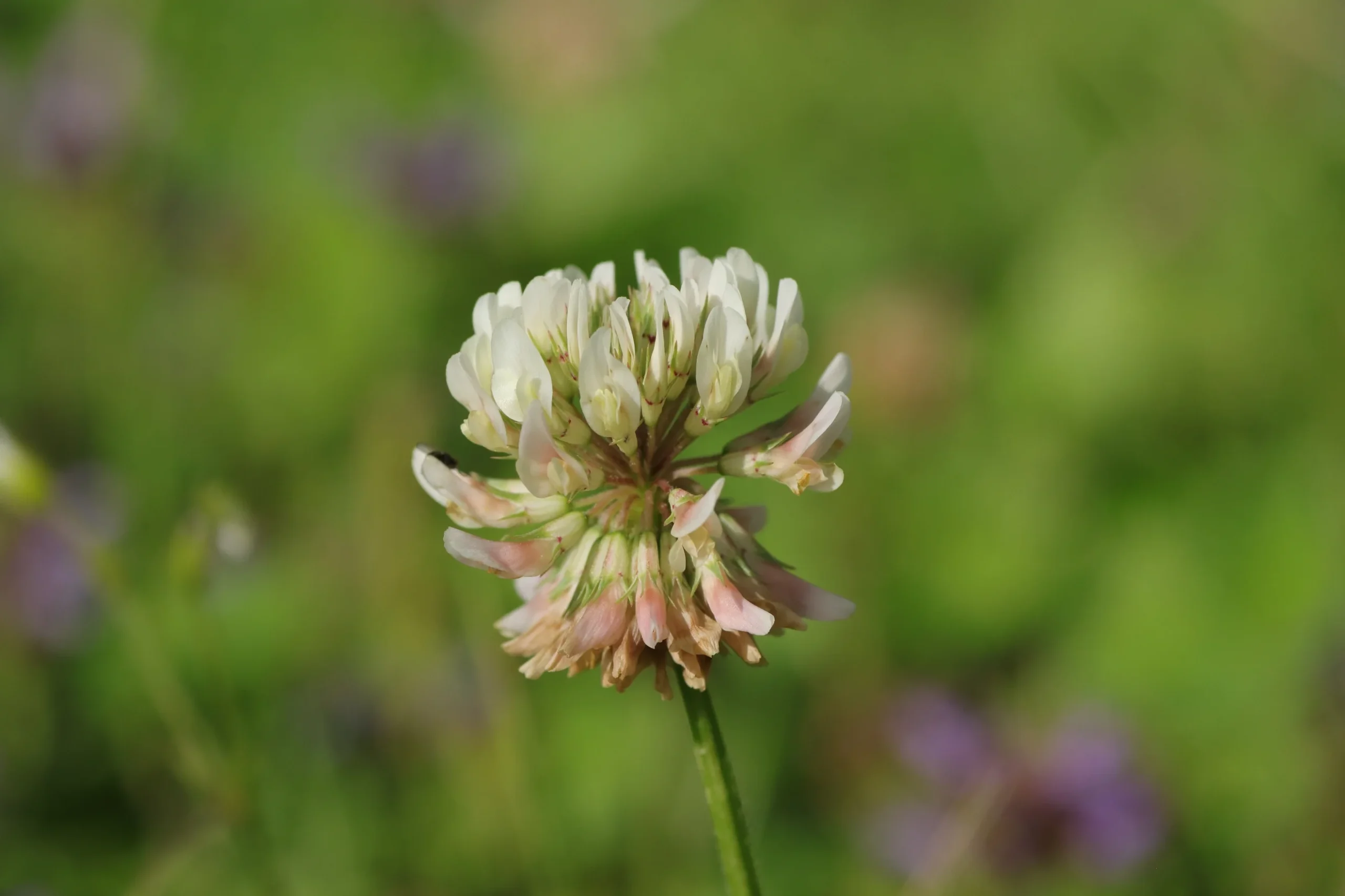 White clover - flower in detail. The individual, white flowers sit in a spherical shape at the end of a green stem