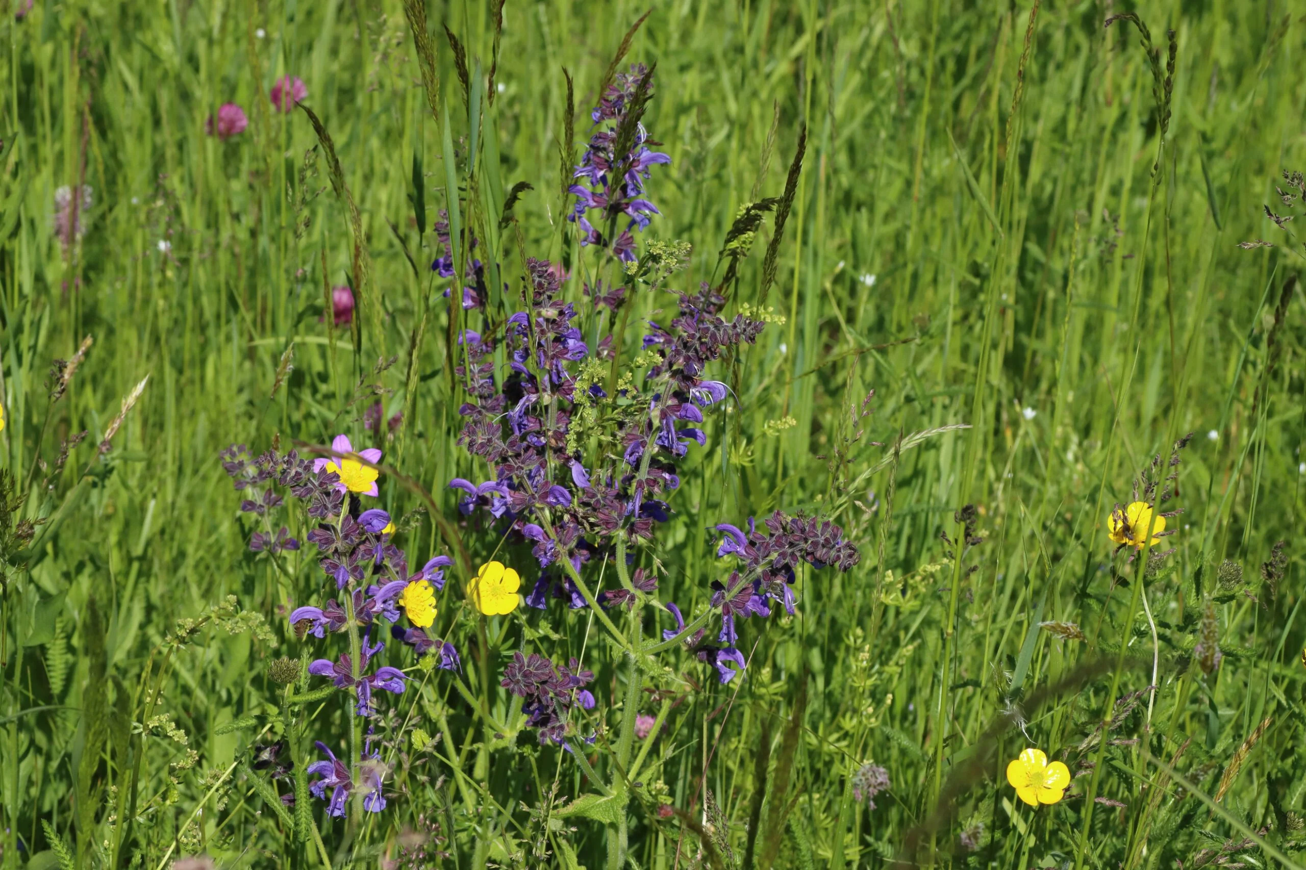 Wiesen-Salbei - Gesamte Pflanze mit violett gefärbten Blüten.
