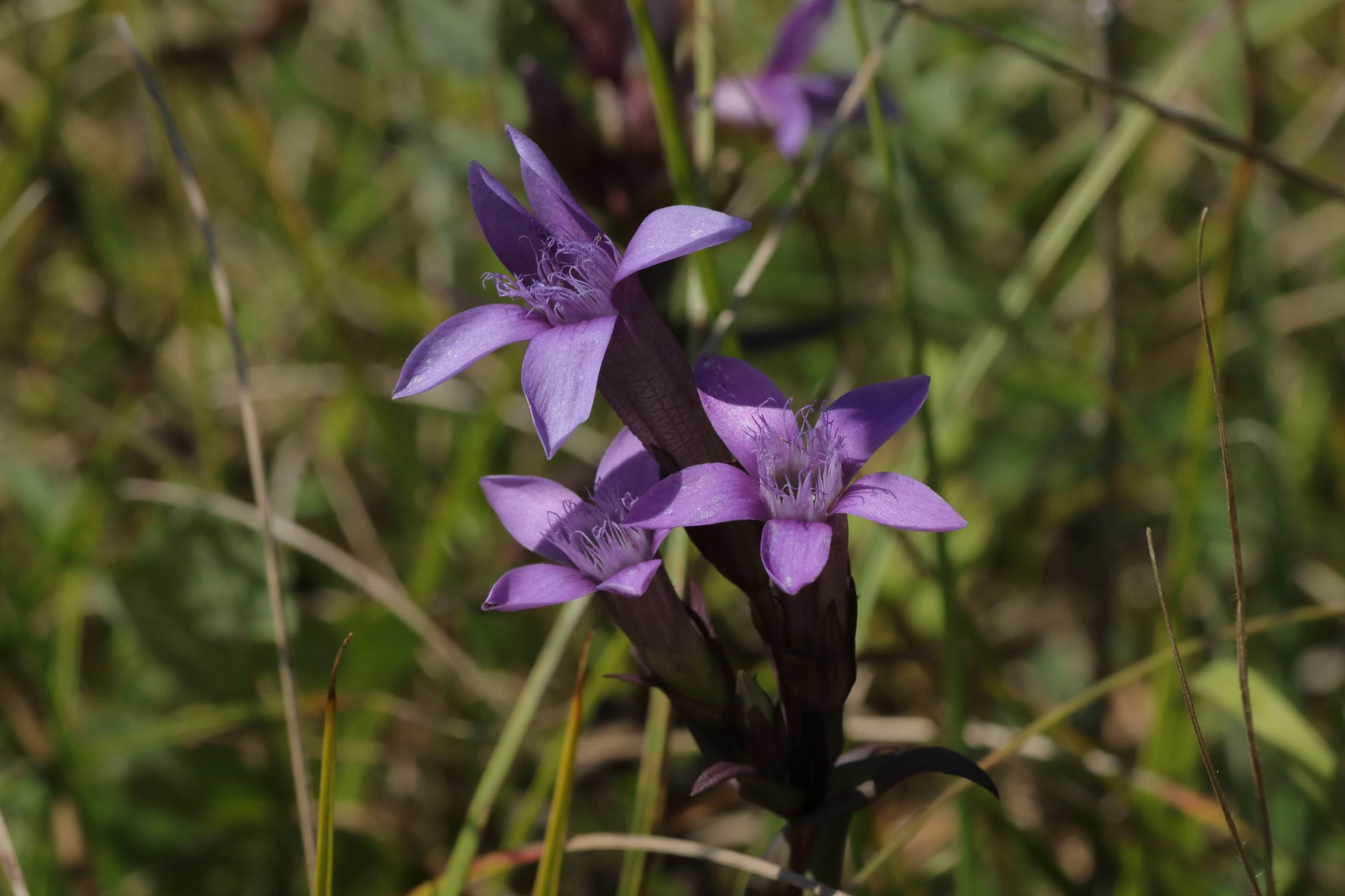 German fringed gentian - inflorescence with several purple coloured flowers