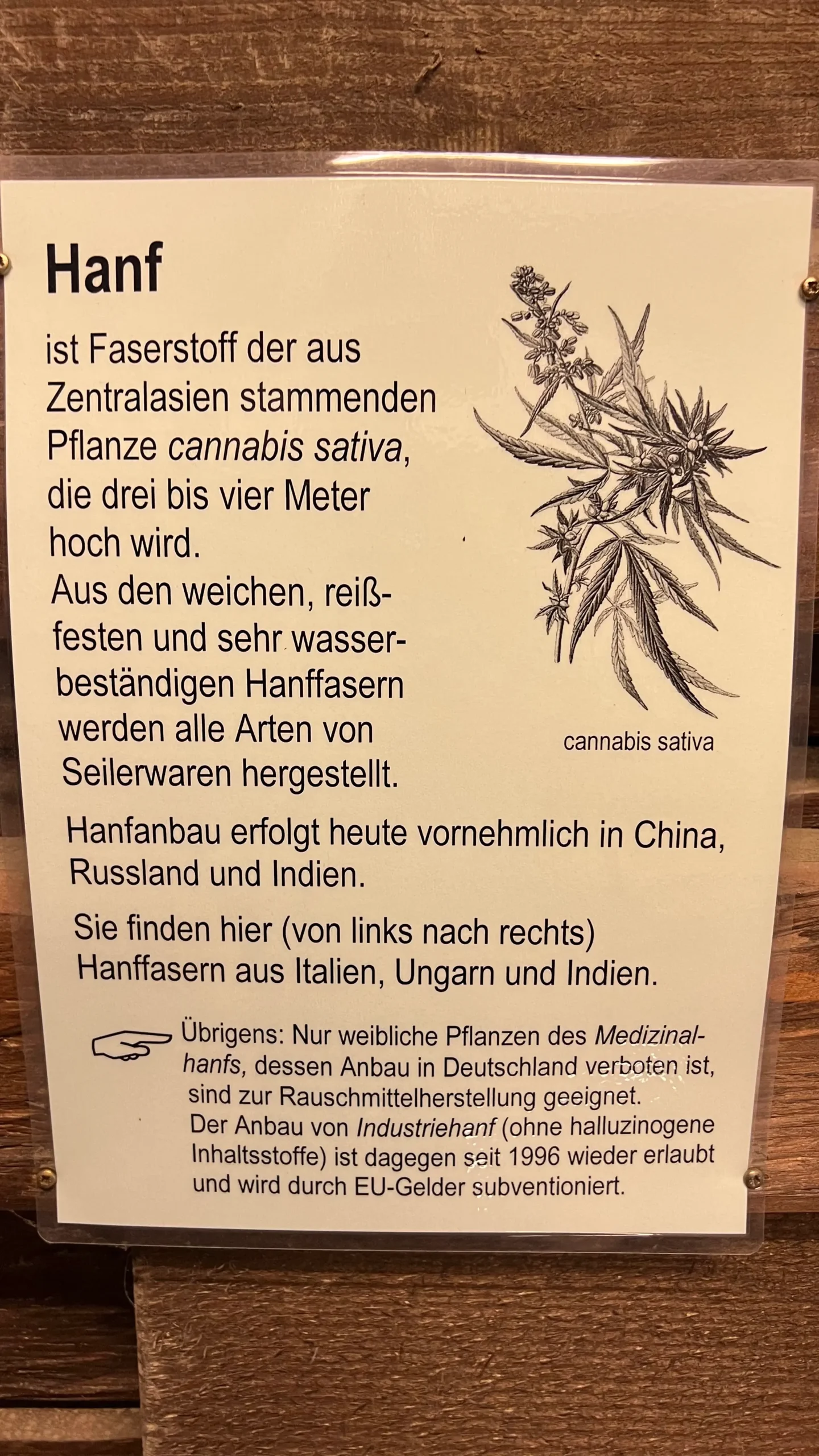 Small poster with an image of a hemp flower / leaves: 

Hemp is a fiber from the plant cannabis sativa, native to Central Asia, which grows three to four meters tall.

From the soft, tear-resistant and very water-resistant hemp fibers
are used to make all kinds of rope.

Today, hemp is mainly cultivated in China, Russia and India.

Only female plants of the medicinal hemp, the cultivation of which is prohibited in Germany, are suitable for the production of narcotics. The cultivation of industrial hemp (without hallucinogenic ingredients), on the other hand, has been permitted again since 1996 and is subsidized by EU funds.