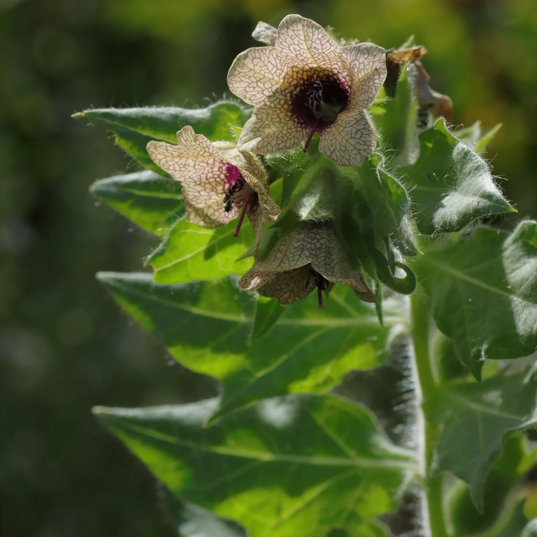 Black henbane - the inflorescences sit between the green-coloured, hairy leaves. The flowers are cream-coloured and have purple veins.