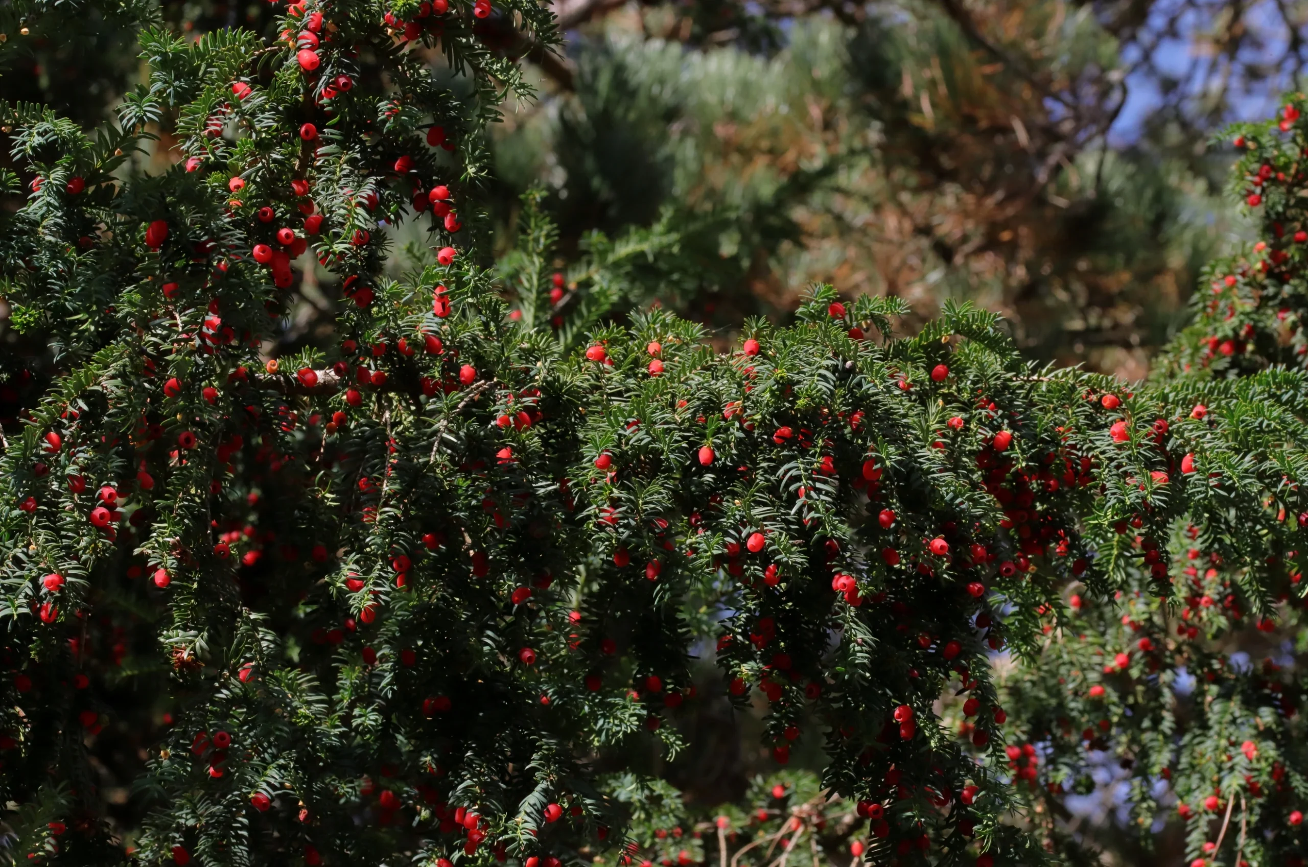 The red-coloured, round fruits of the european yew with a black core