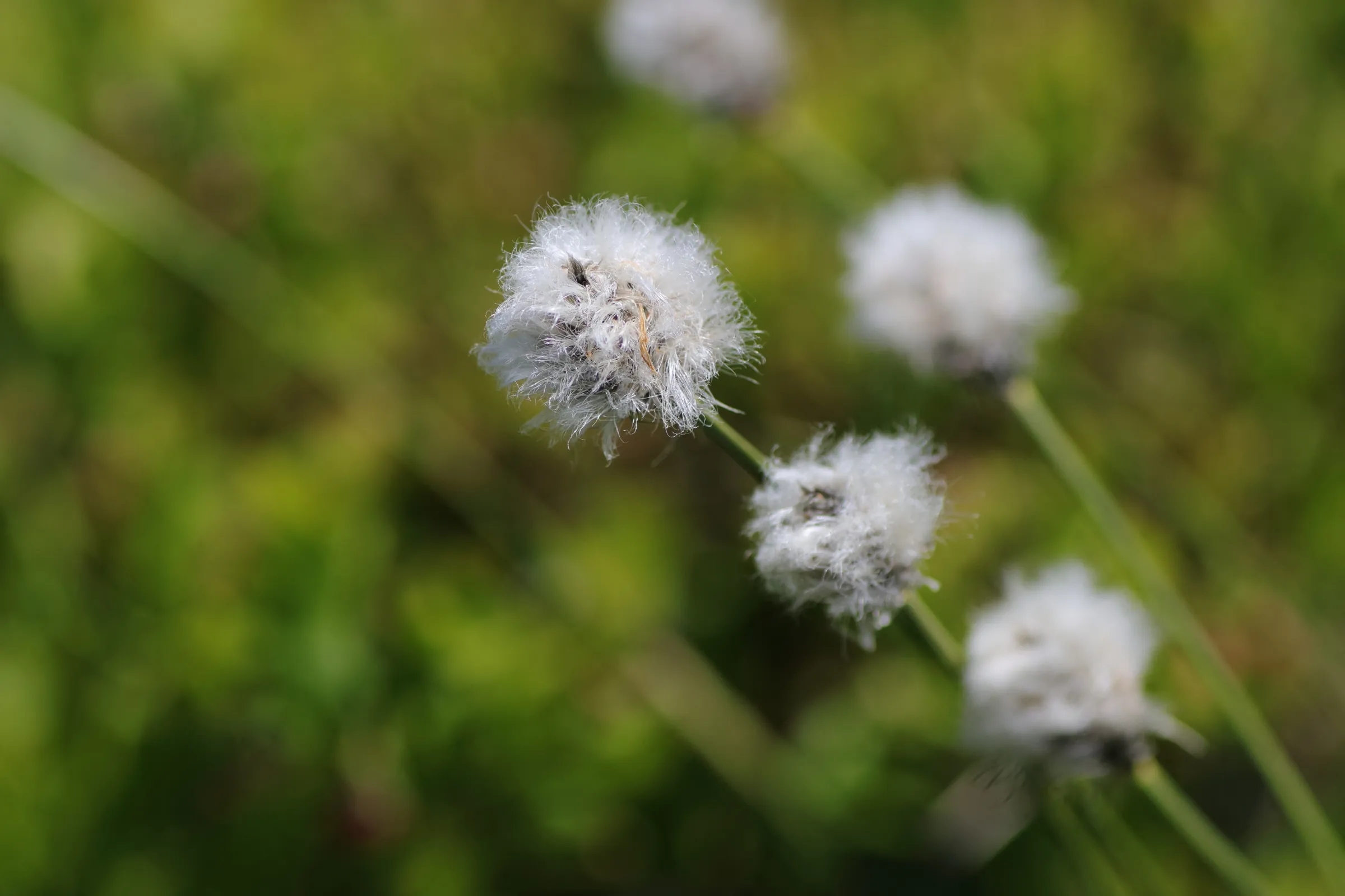 Der Blütenstand des Scheiden-Wollgras im Detail - die einzelnen Blütenstande sind mit länglichen, weißen Haaren in einer Kugelform besetzt. 