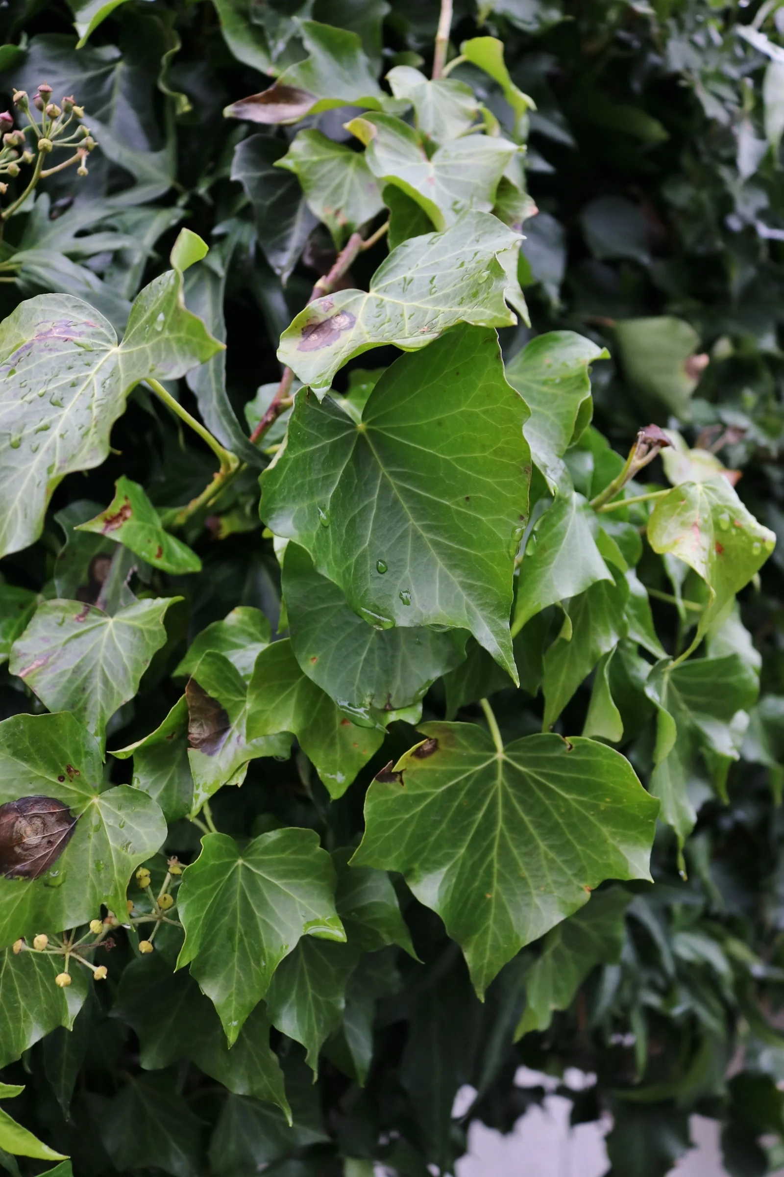 Die Blätter des Efeu sind dreieckig aufgebaut und haben eine hellgrüne Färbung.