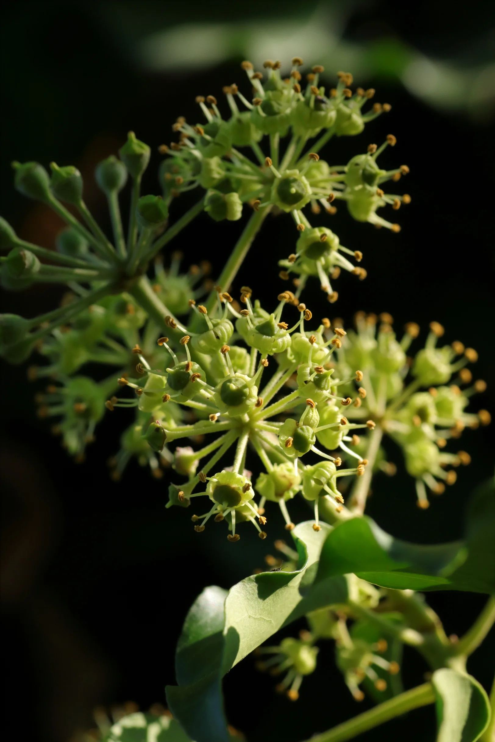 Die grün gefärbten Blüten des Efeu in der Mitte des Bildes. in einer Halbkugel angeordnet. Die Blüten besitzen fünf Blütenblätter und haben bis zu vier Blütenstempel. Der Hintergrund ist schwarz gefärbt.