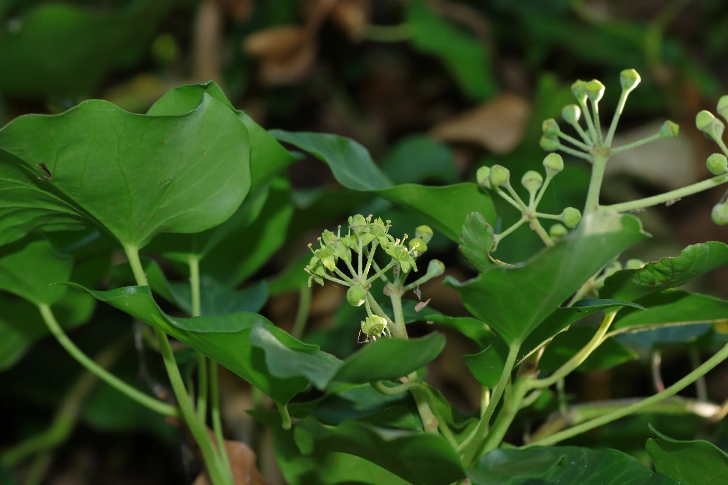 Die grün gefärbten Blüten des Efeu in der Mitte des Bildes. in einer Halbkugel angeordnet. Die Blüten besitzen fünf Blütenblätter und haben bis zu vier Blütenstempel.