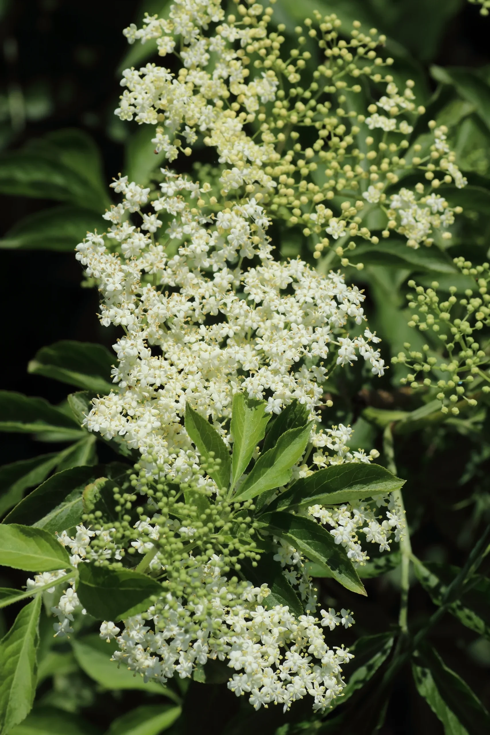 Black elderberry - The white umbels consist of a large number of individual flowers. These consist of 5 petals.
