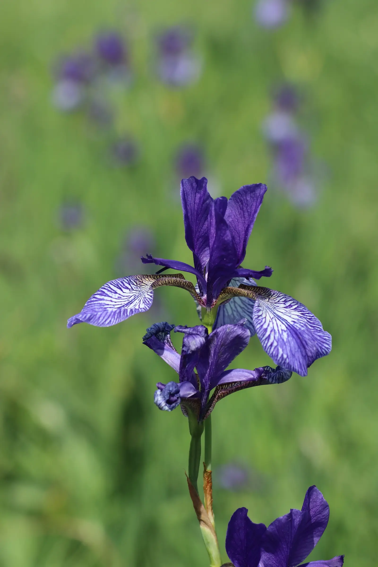 Die violett gefärbte Blüte der sibirische Schwertlilie.