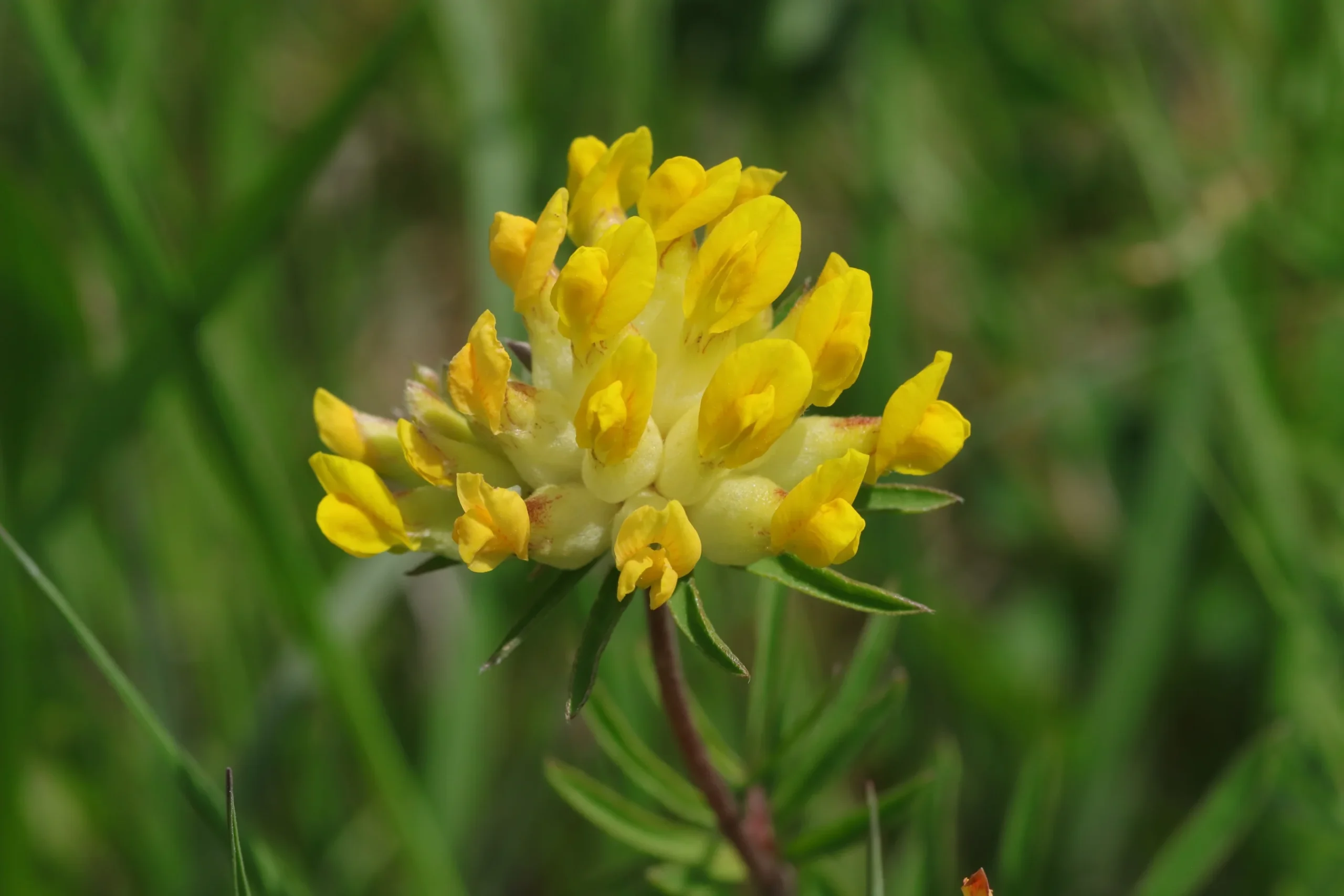 Echter Wundklee - Blüte im Detail. Die gelben Blütenstände bestehen aus einer Vielzahl von einzelnen schmetterlingsförmigen Blüten.