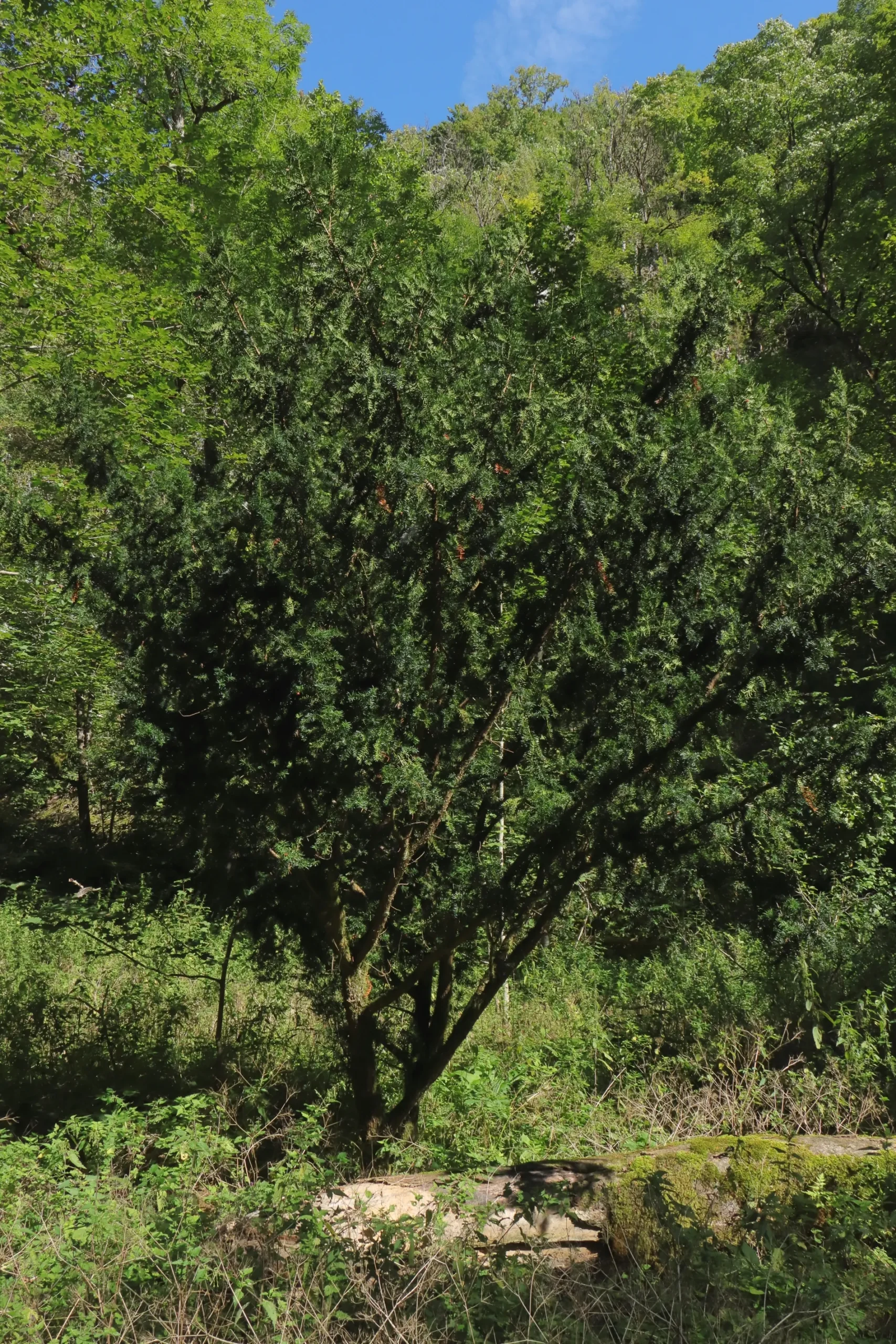 Ein aufrecht wachsender, zylindrischer Baum mit dunkelgrünen Nadeln. Im Hintergrund ist ein Wald mit weiteren Bäumen.