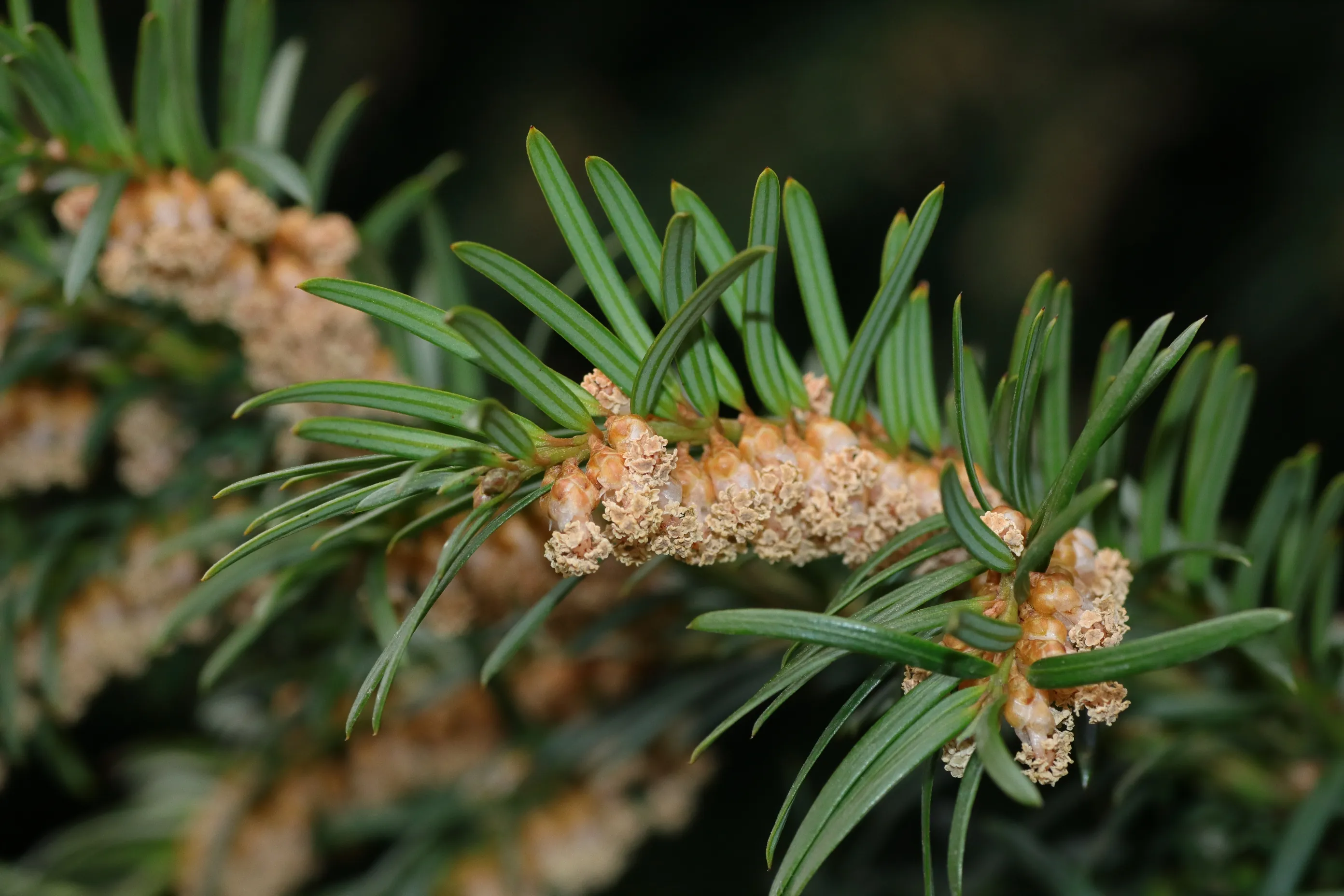 Male flowers of the european yew - yellow-brown bell-shaped flowers growing close to the branches