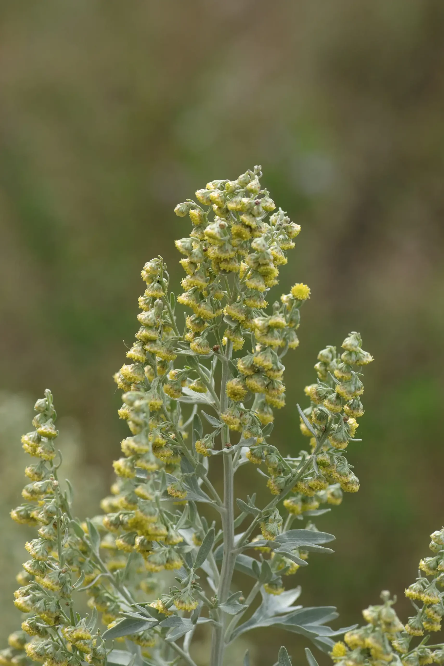Wormwood - inflorescence with a multitude of small yellow tubular flowers