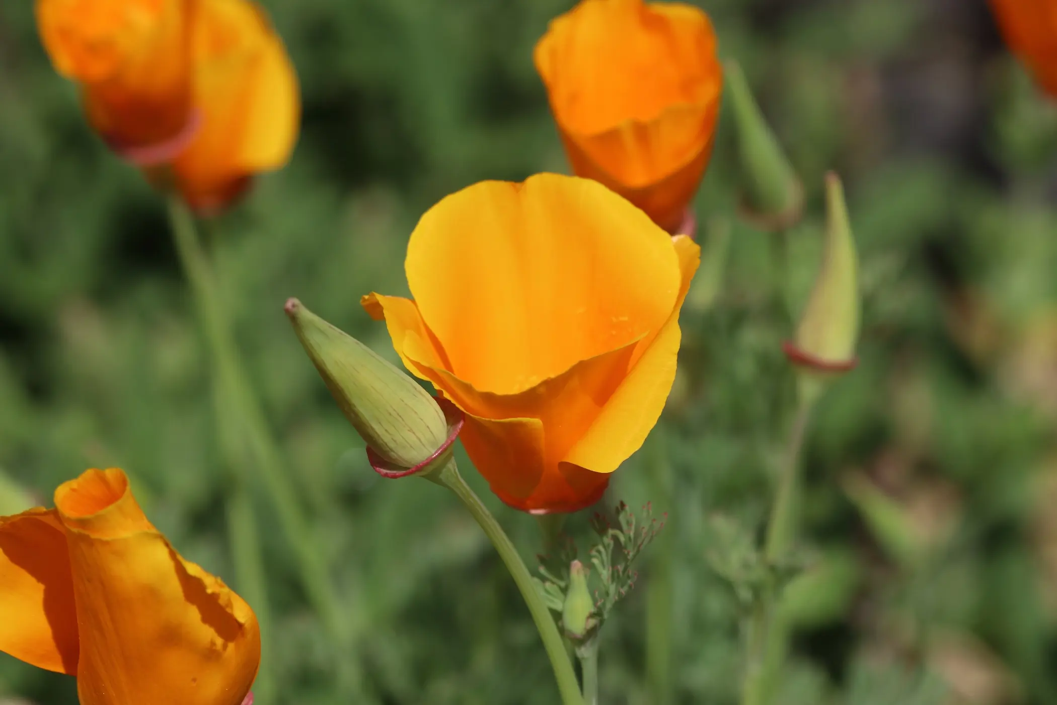 Kalifornischer Mohn - Detailaufnahme der orangenen Blüte