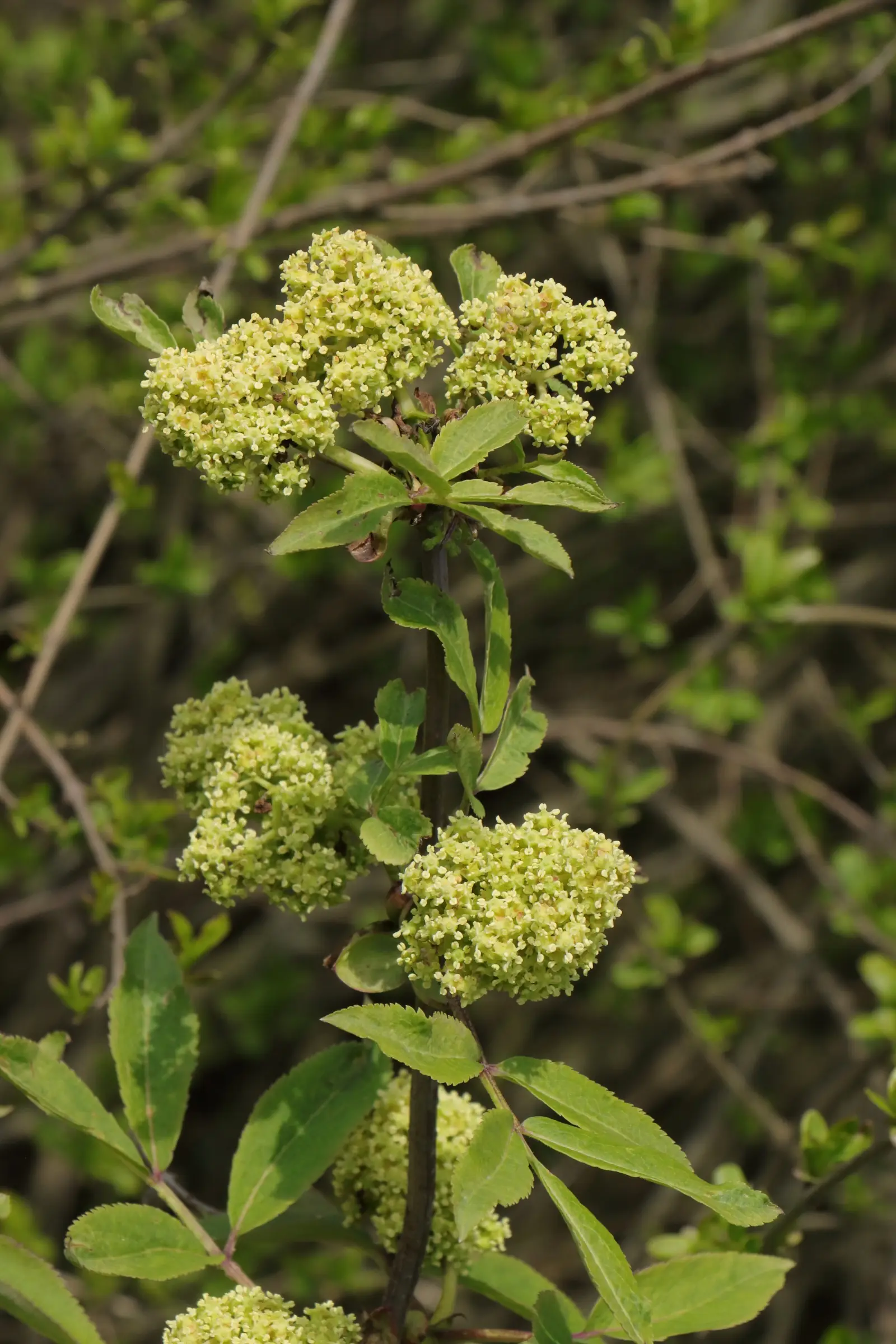 Zweig eines roten Holunders mit mehreren Dolden aus kleinen, cremefarbenen Blüten. Die Blätter sind länglich, grün und leicht gezähnt. Im Hintergrund unscharfe grüne Zweige und Blätter.
