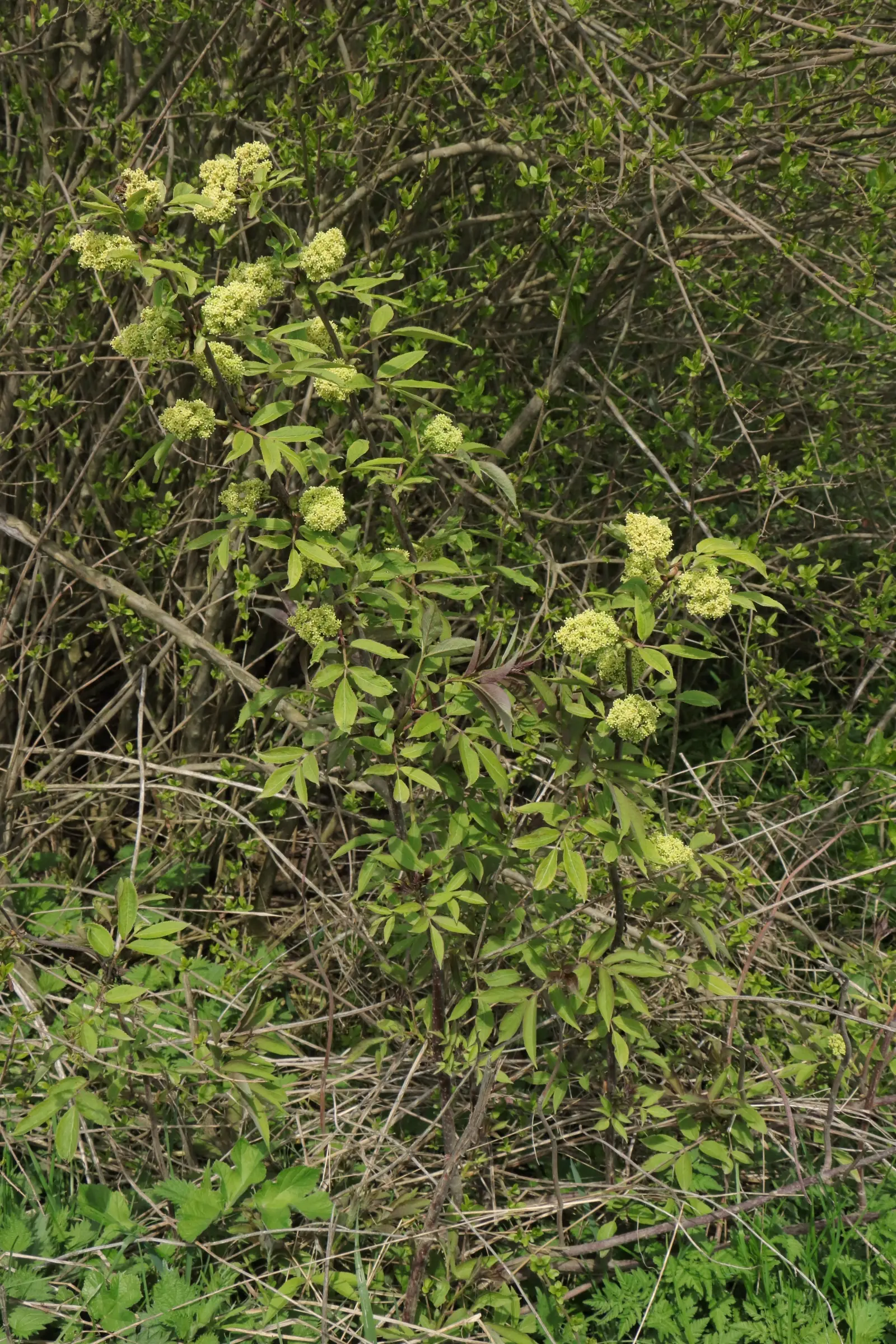 Roter Holunder mit grünen, gefiederten Blättern und mehreren Dolden aus kleinen, cremefarbenen Blüten. Der Zweig steht vor einem Hintergrund aus dichtem, wildem Gestrüpp und weiteren grünen Pflanzen.