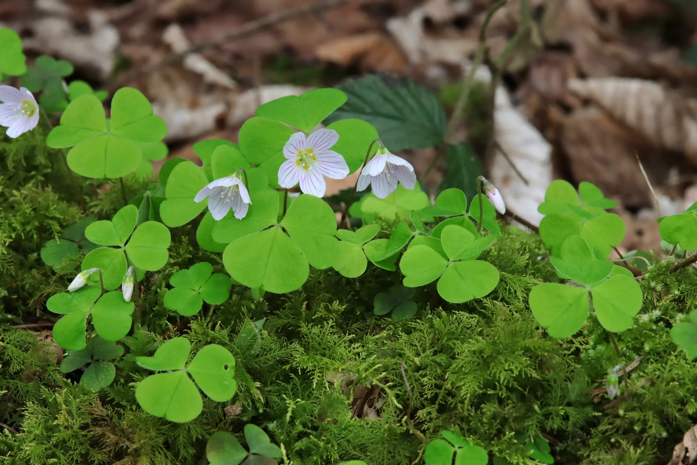 Wald-Sauerklee - die weißen Blüten sitzen am Ende von langen, dünnen Stängeln. Die Blätter haben eine Dreiteilung und sind hellgrün gefärbt.