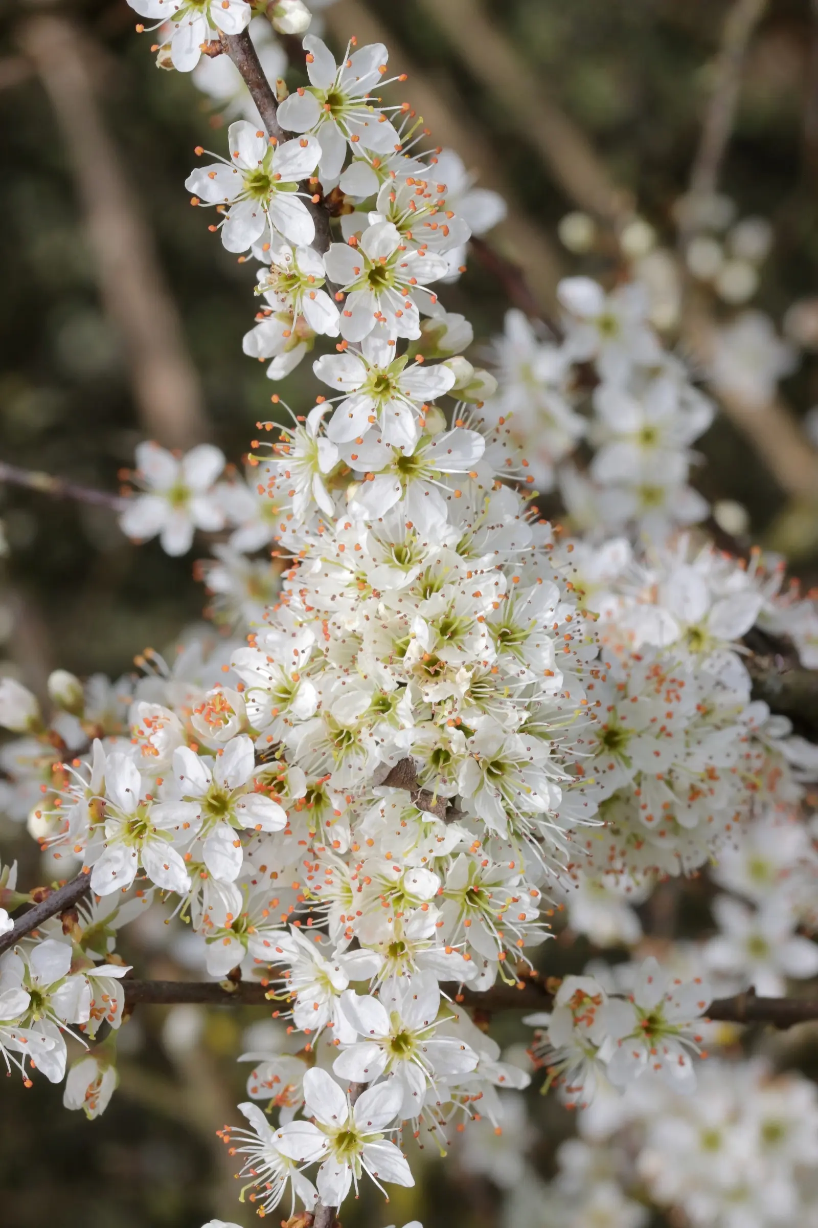 A large number of white flowers of blackthorn on a branch. The individual flowers have five petals and a multitude of orange anthers. In the centre of the flower are the yellow-green coloured pistils, which sit on a long stalk. The bracts are yellow-green in colour.
