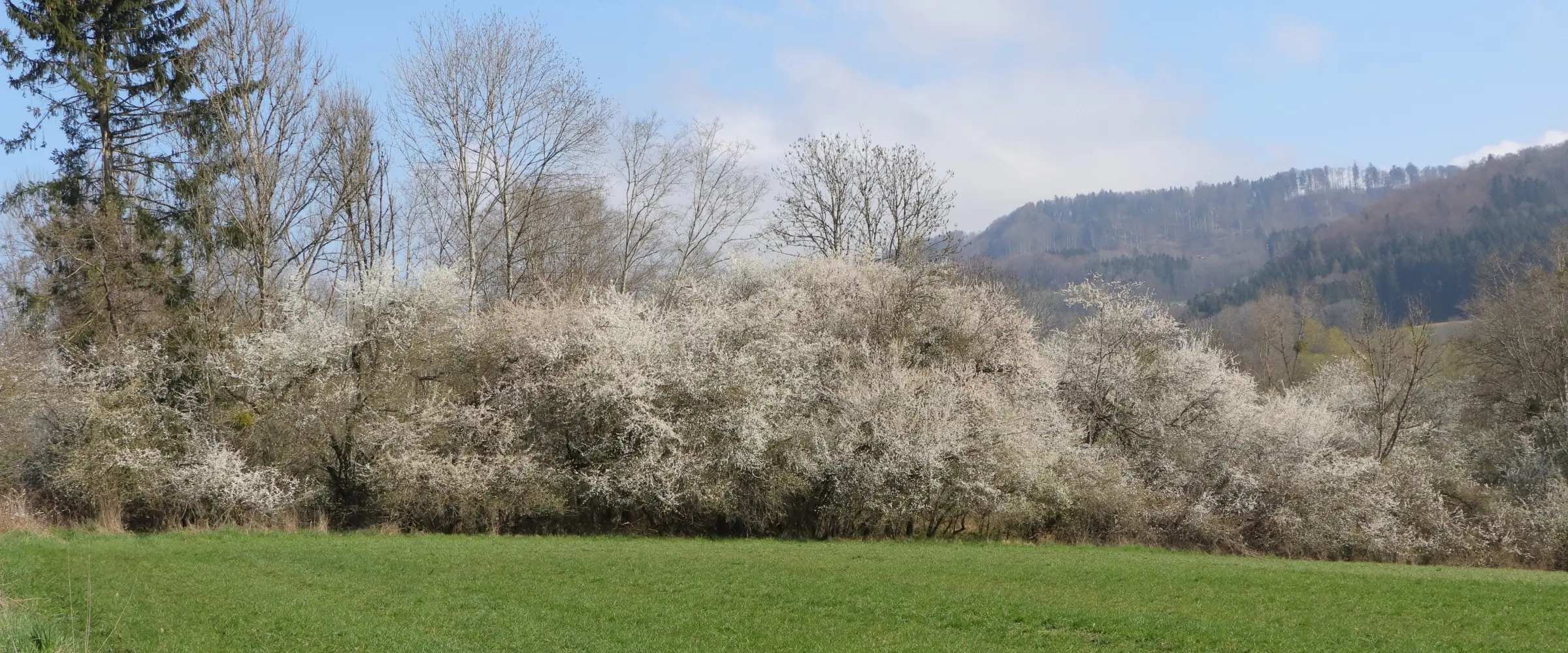 A hedge with blackthorn as the "tree-like plant". It can reach a height of up to 6 metres.