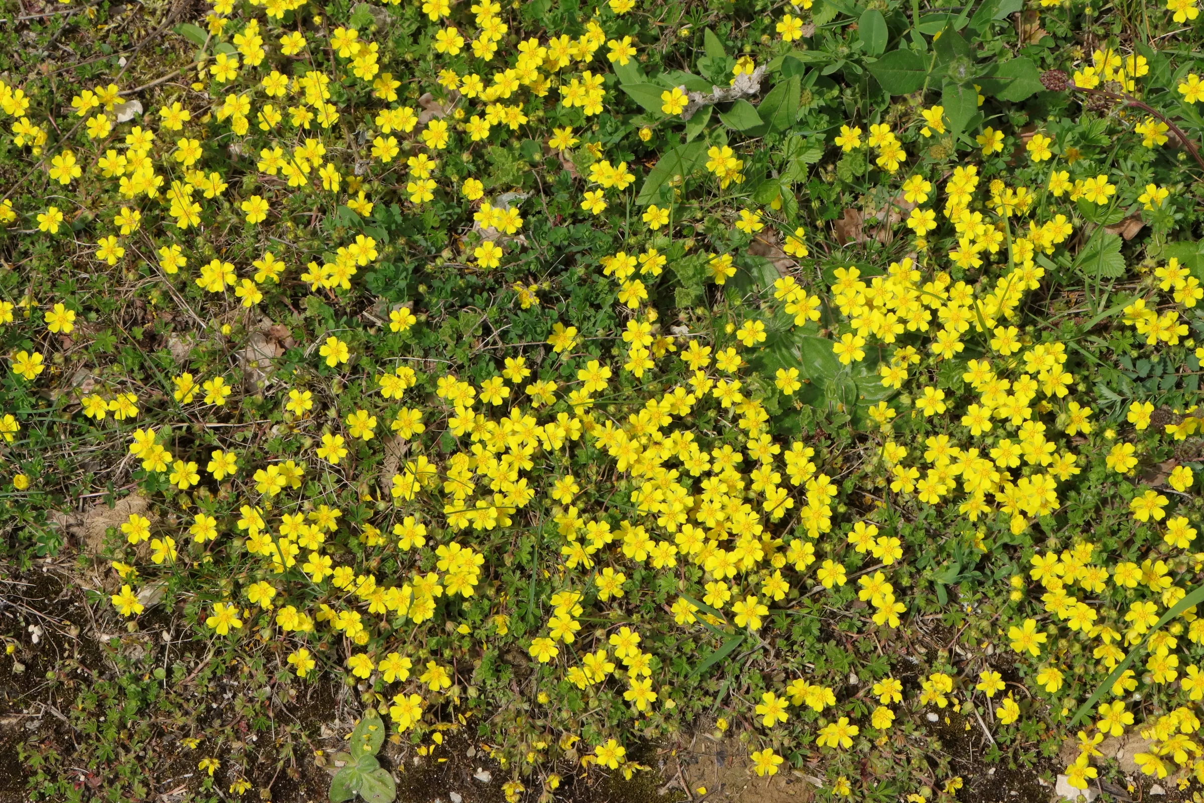 Eine größere Gruppe des Frühlings-Fingerkraut - die gelben Blüten stechen aus dem grün der Blätter deutlich heraus.