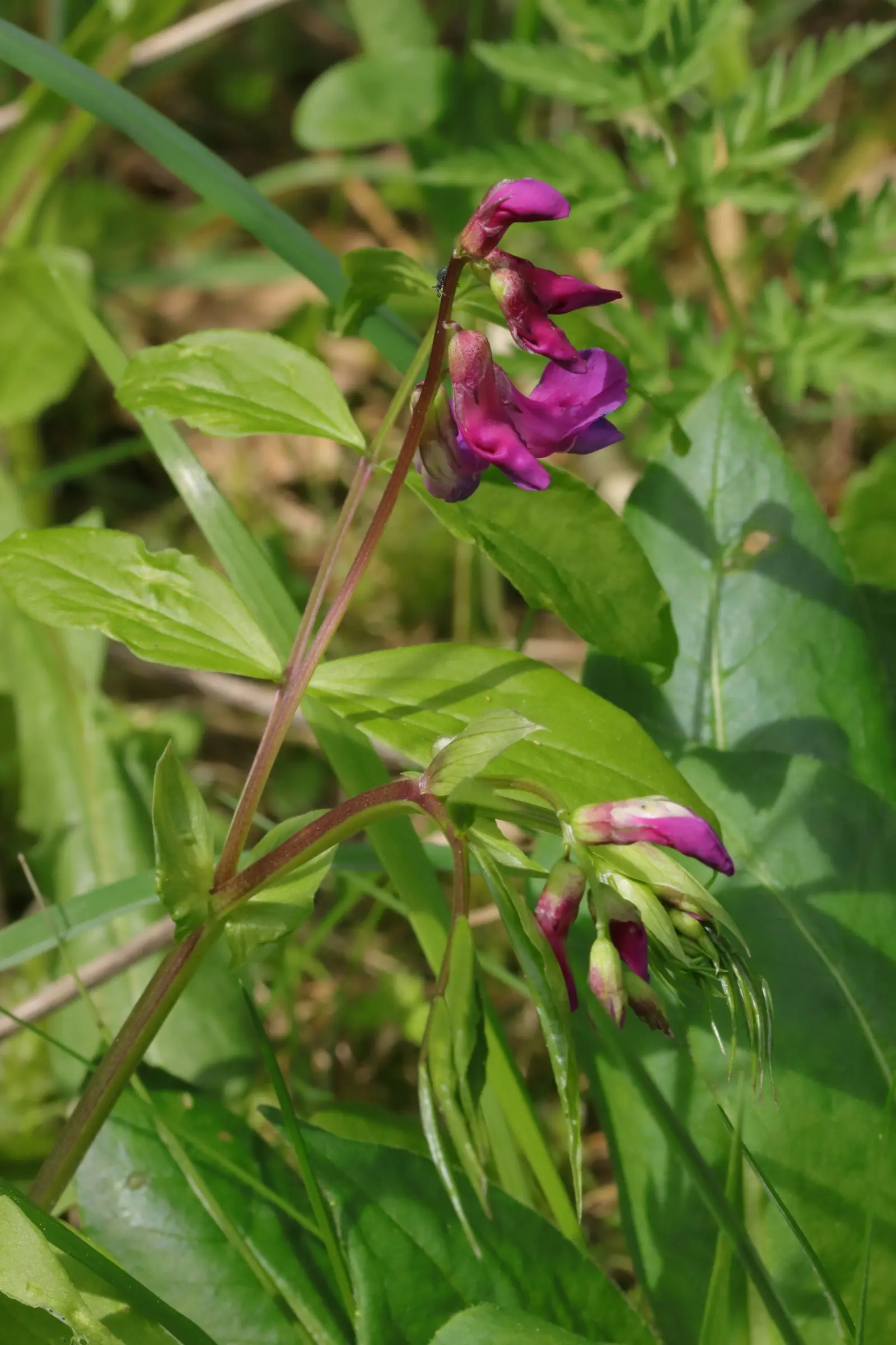 Nahaufnahme einer Frühlings-Platterbsenblüte mit mehreren violetten Blütenknospen und grünen Blättern