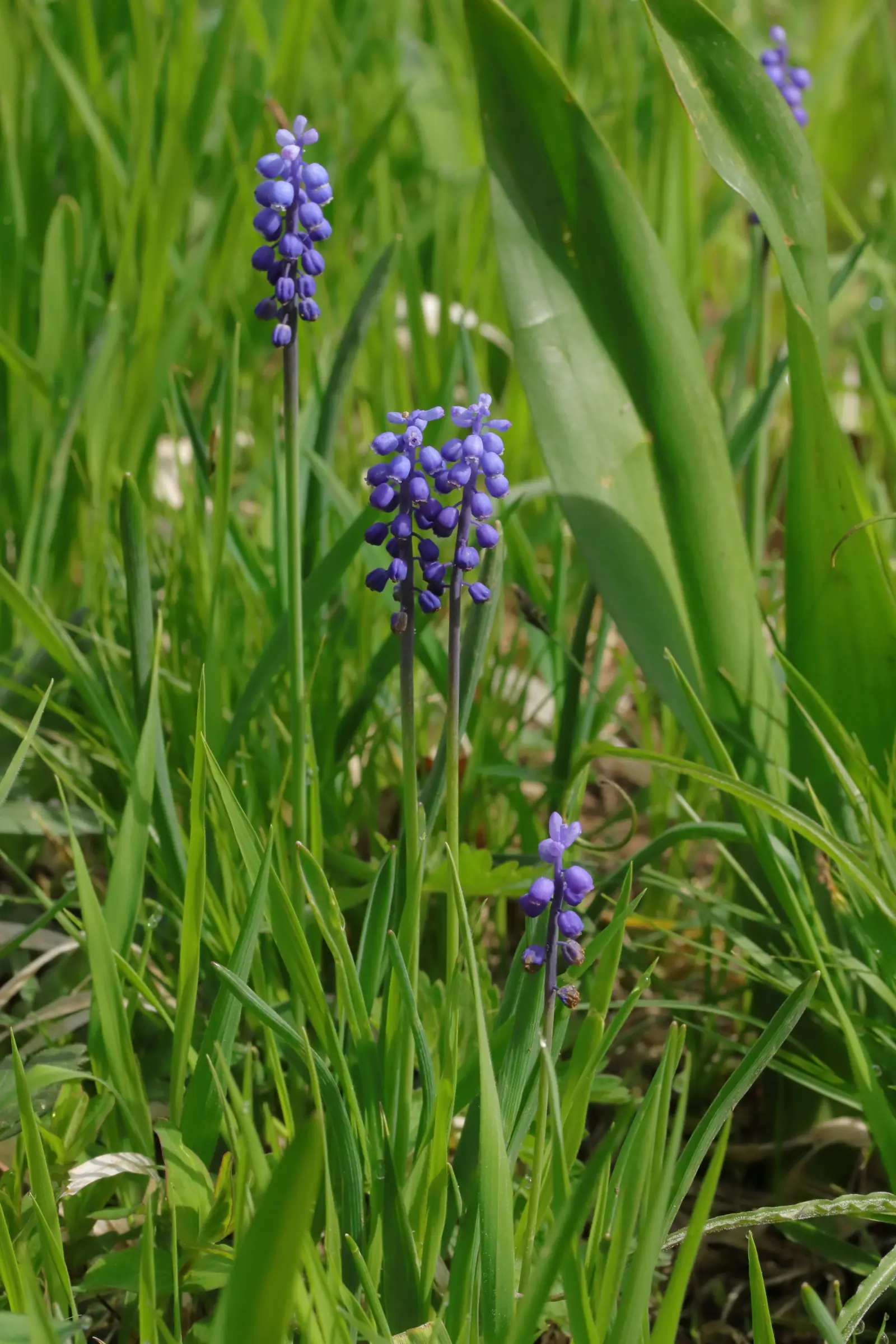 Small grape hyacinth - dark blue inflorescence on a green stem. In the background are leaves of autumn crocus.