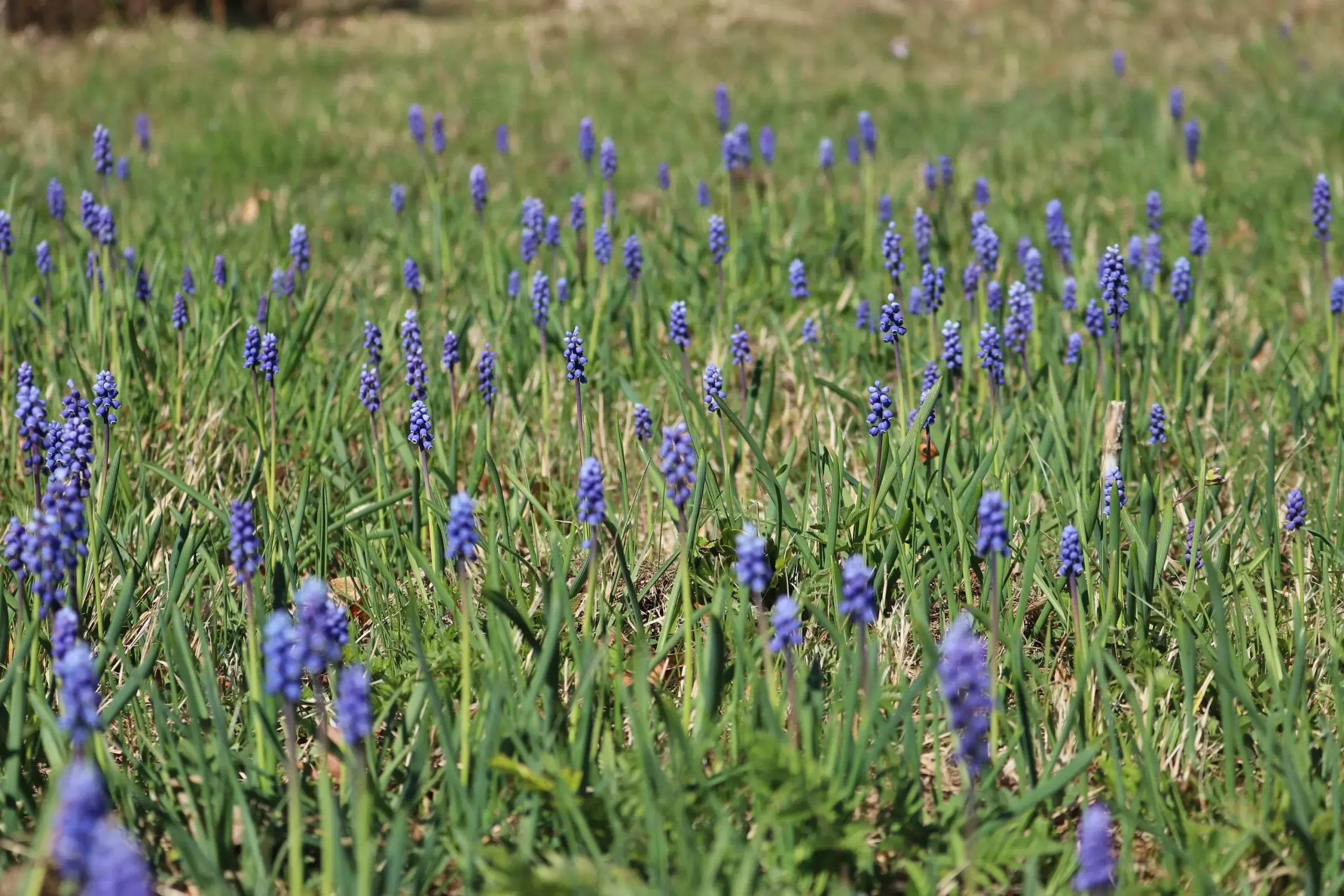 The small grape hyacinth often forms larger populations on rough grasslands.