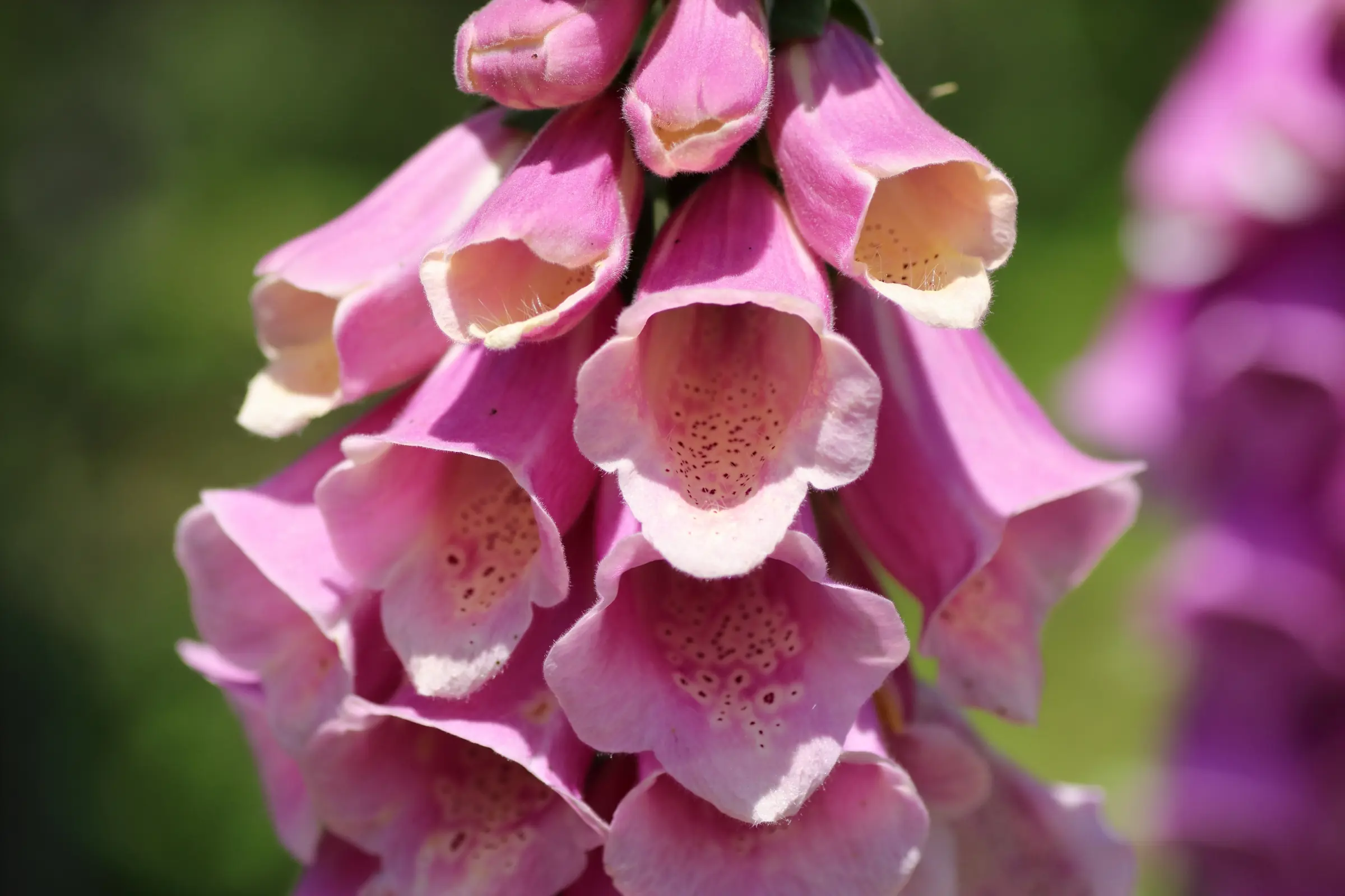 Detailaufnahme der Fingerhut-Blüte (sehr variabel)