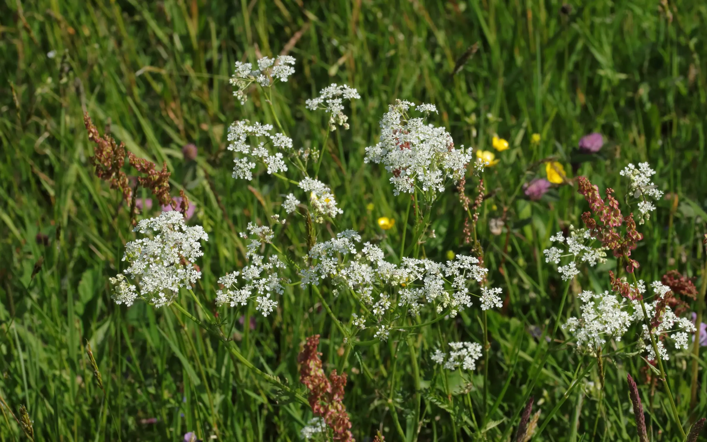 Weiße Blütenstände einer Pflanze in einer grünen Wiese mit weiteren Wildblumen