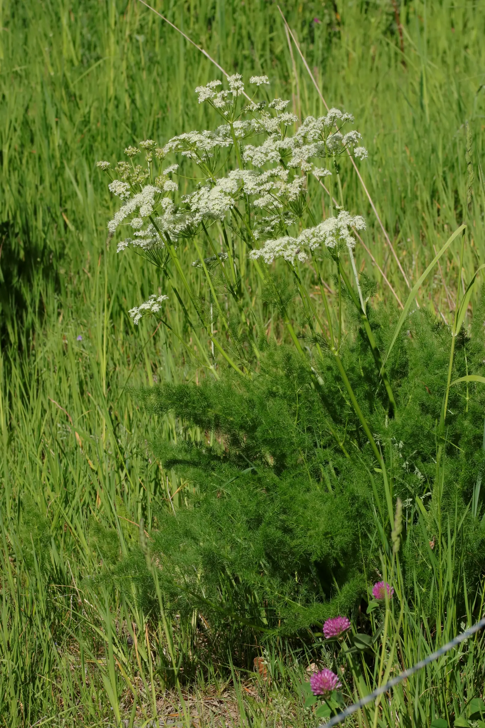 Bärwurz-Pflanze mit weißen Doldenblüten und gefiederten Blättern in einer grünen Wiese